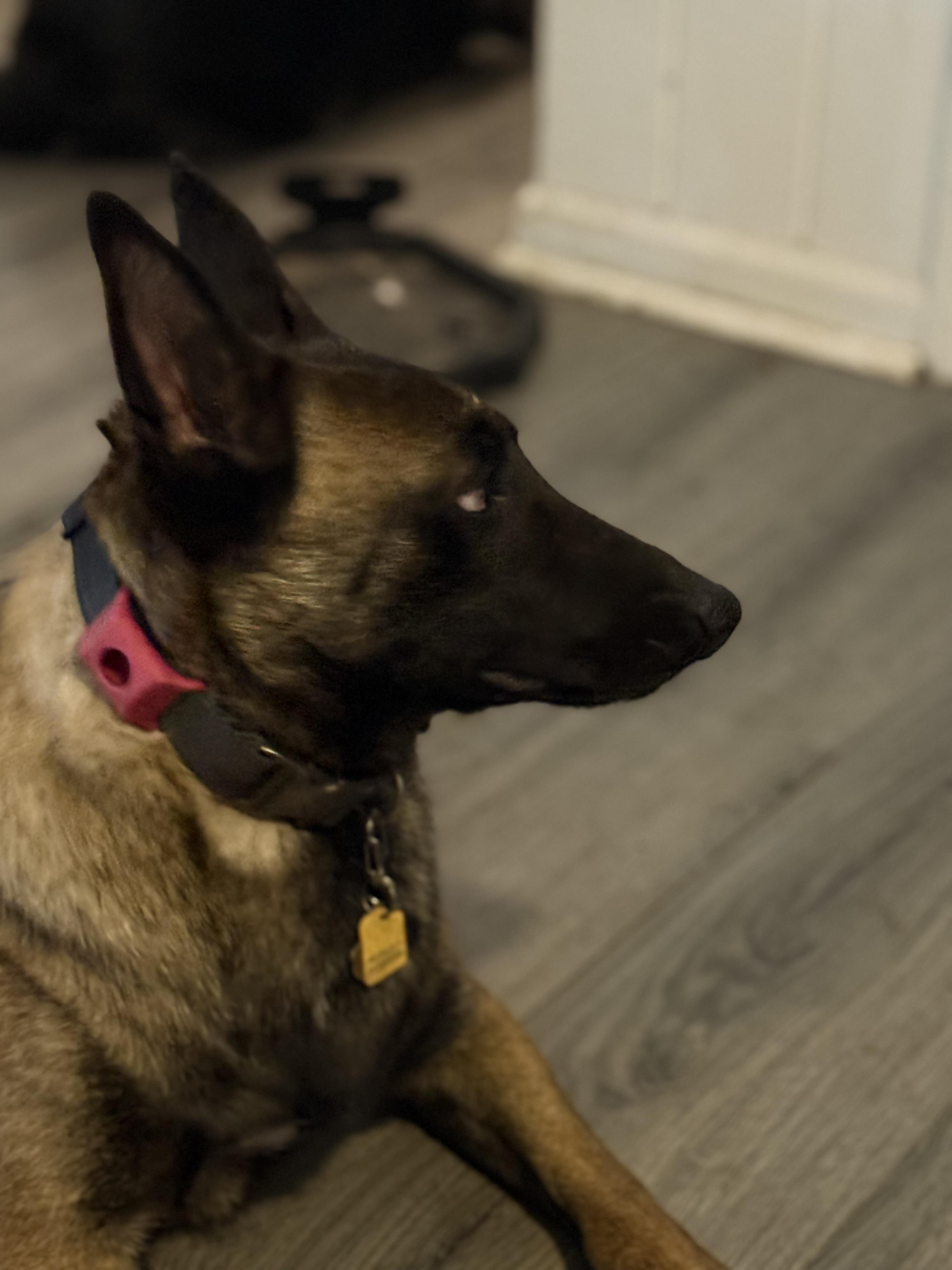 Eadie, a ADOPTABLE Belgian Shepherd / Malinois in Folkston, GA image 3/5