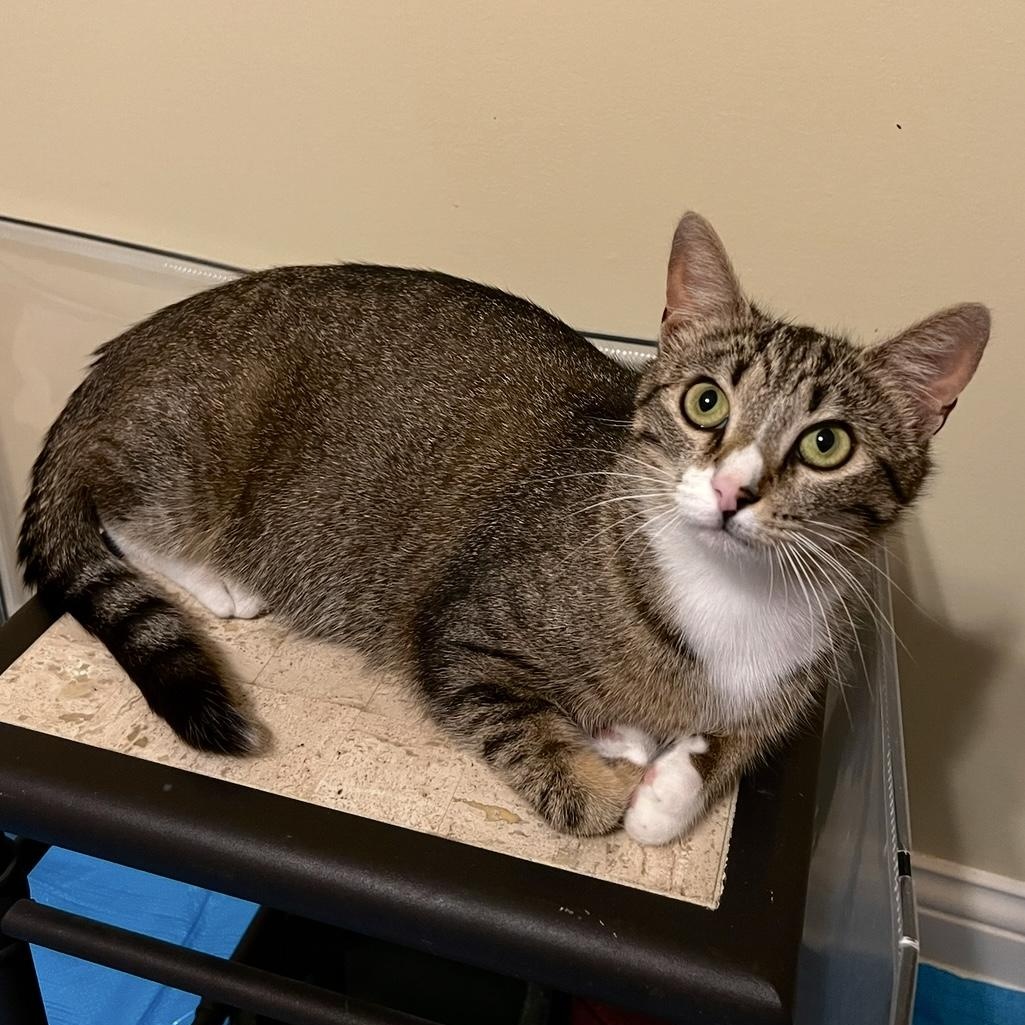 Lyra, Young Female Domestic Short Hair