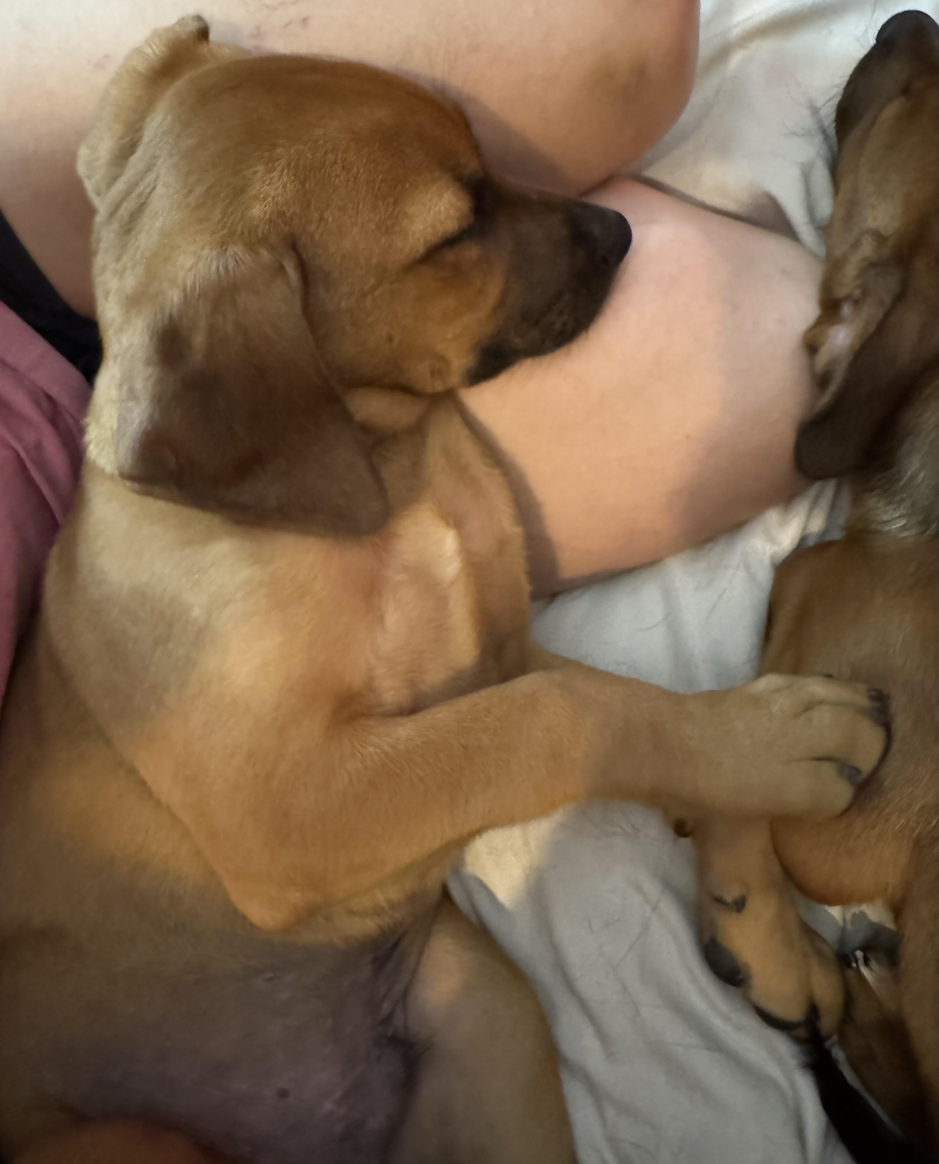 Remington, a ADOPTABLE mixed breed in Cypress, TX image 5/6