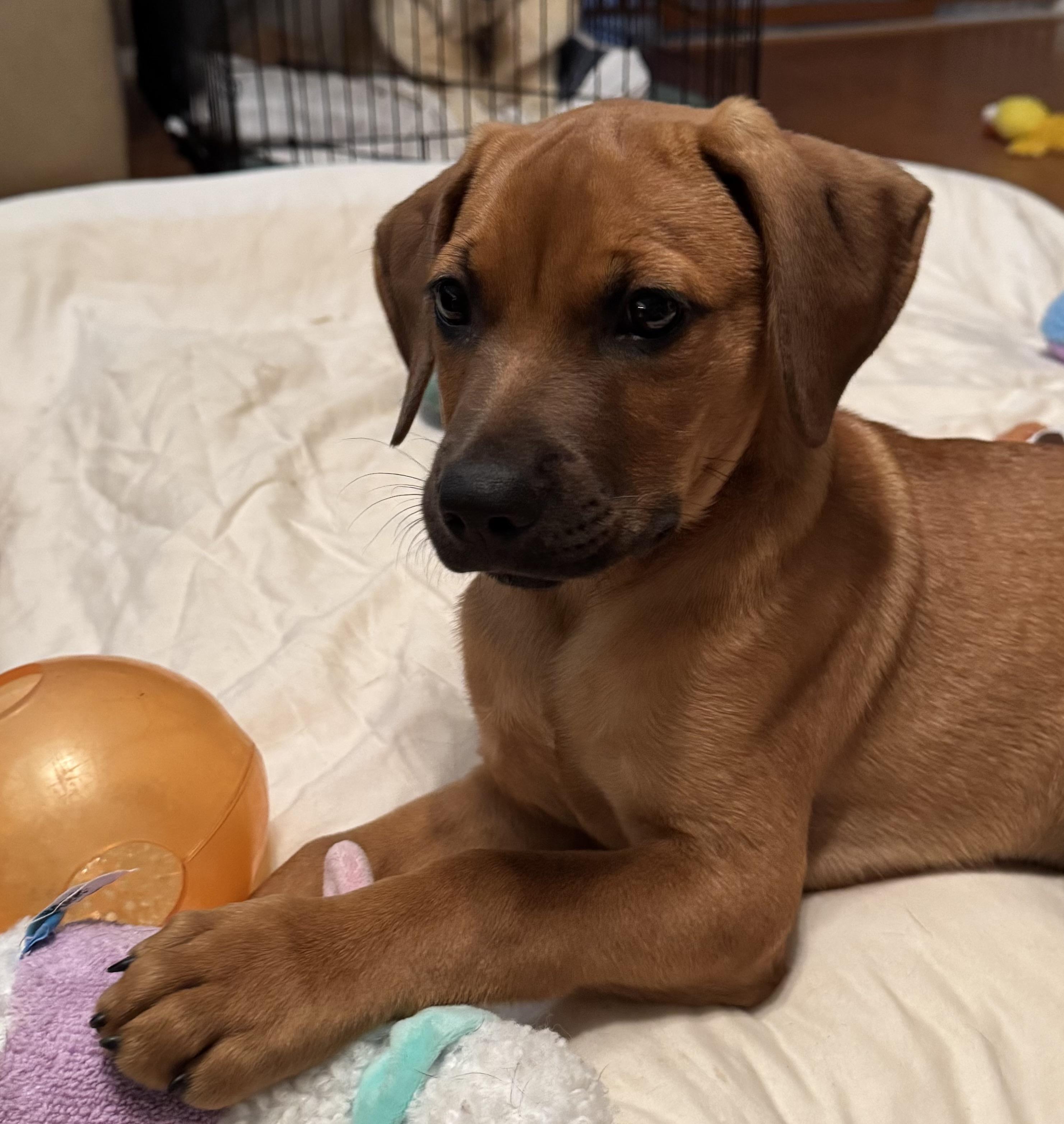 Remington, a ADOPTABLE mixed breed in Cypress, TX image 3/6