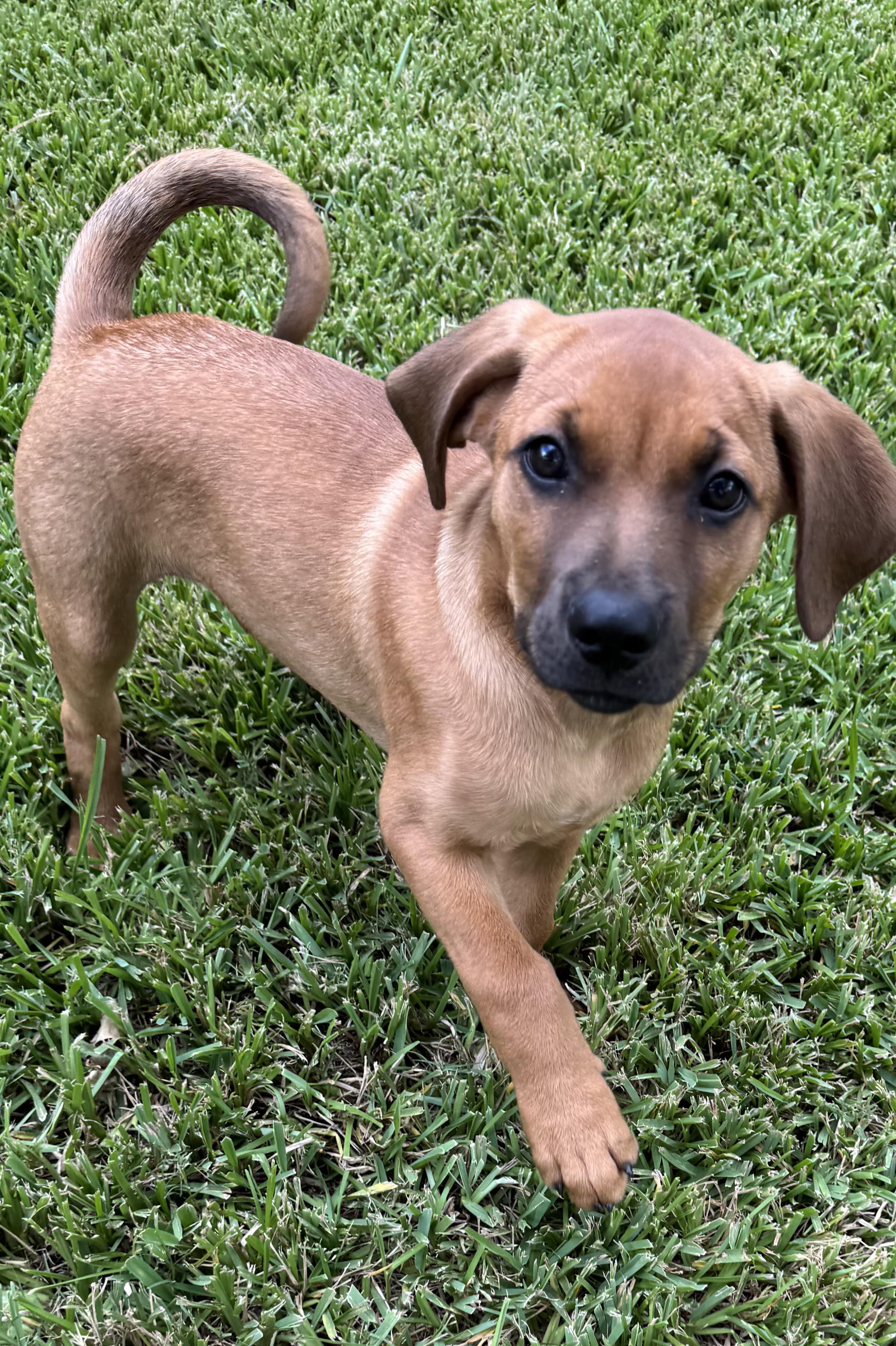 Remington, ADOPTABLE, Young Male Shepherd.