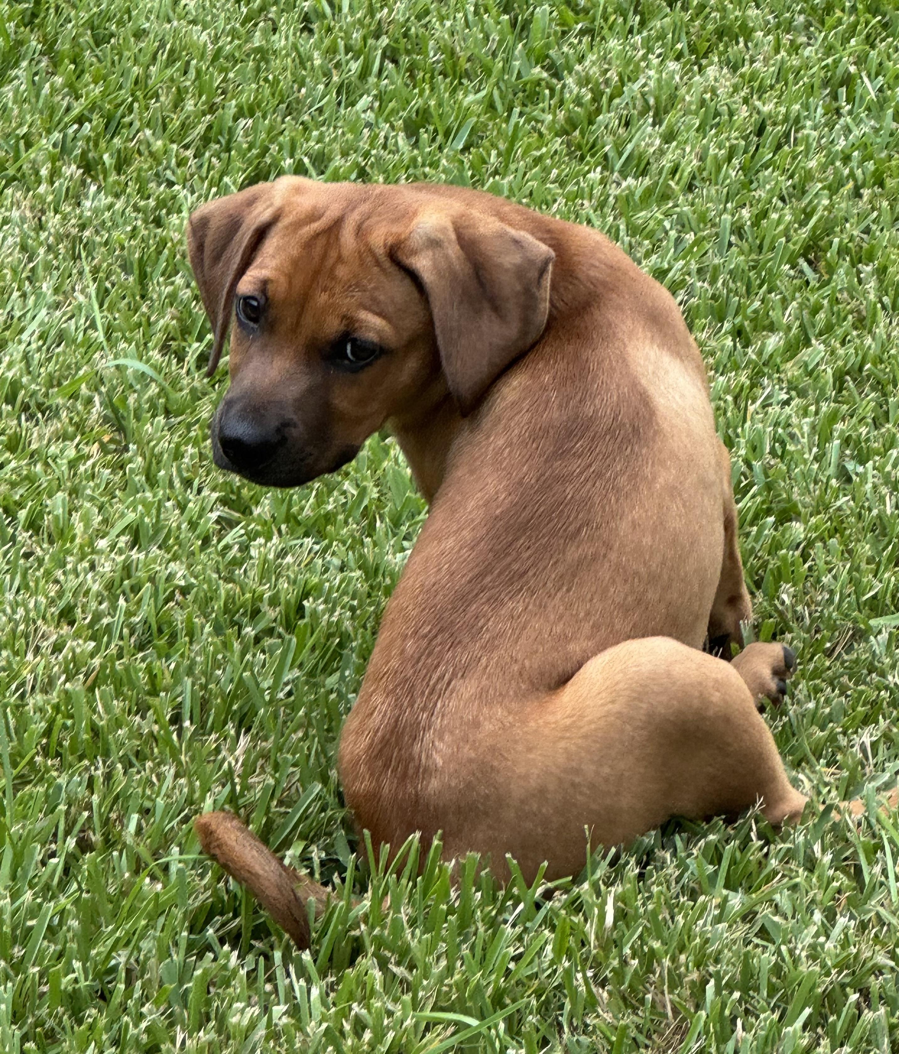 Remington, a ADOPTABLE mixed breed in Cypress, TX image 6/6