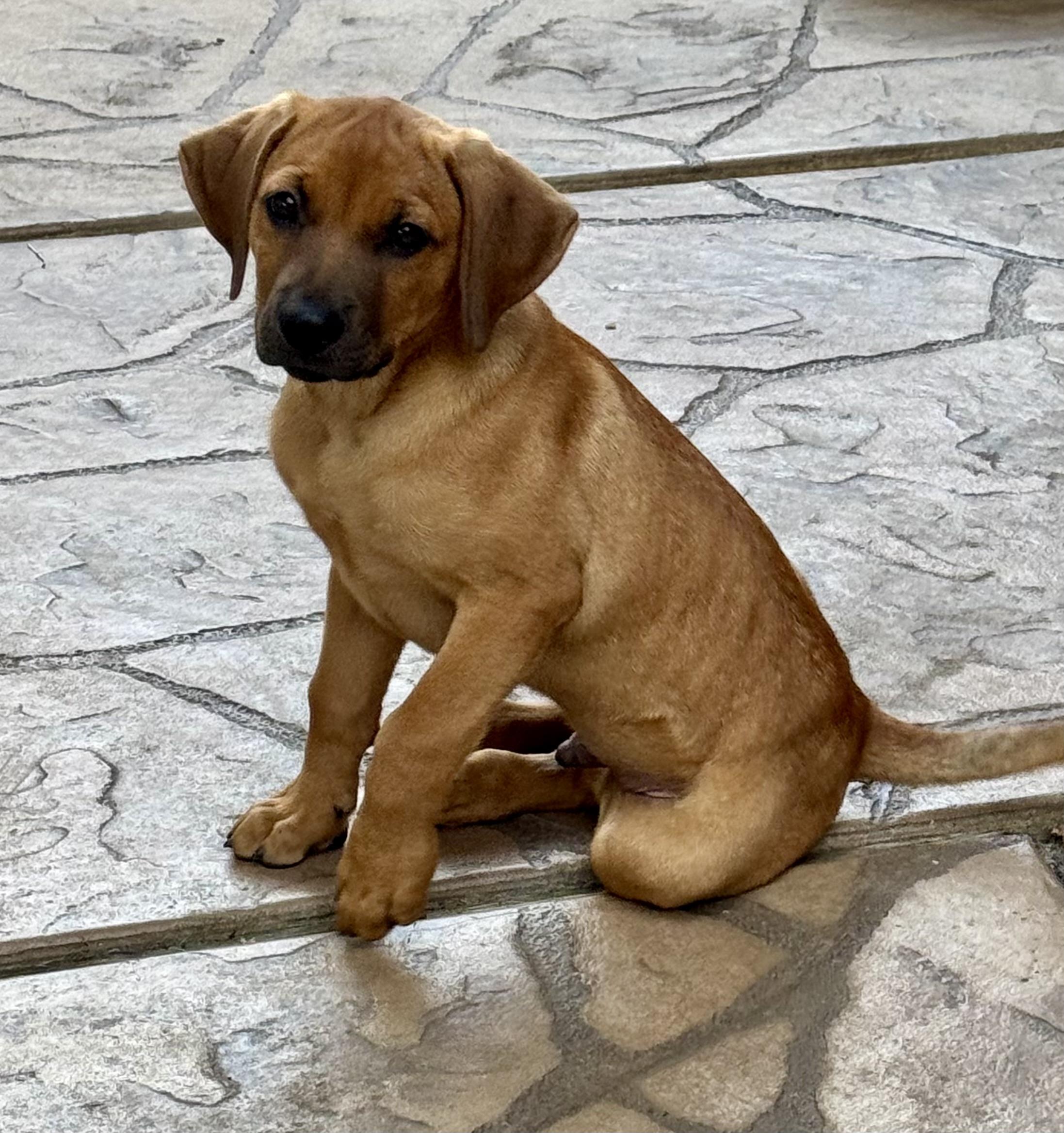 Remington, a ADOPTABLE mixed breed in Cypress, TX image 4/6