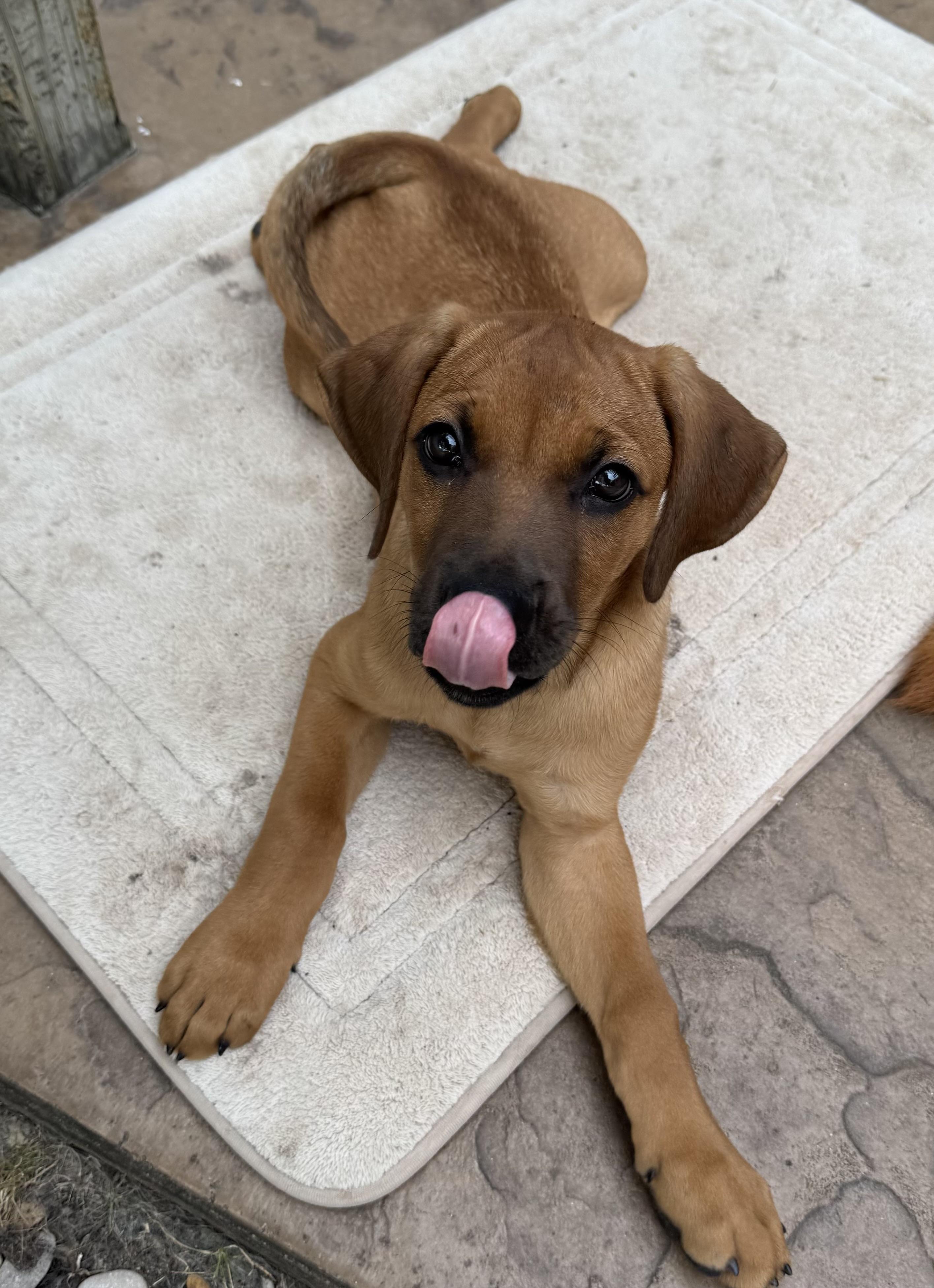 Remington, a ADOPTABLE mixed breed in Cypress, TX image 2/6