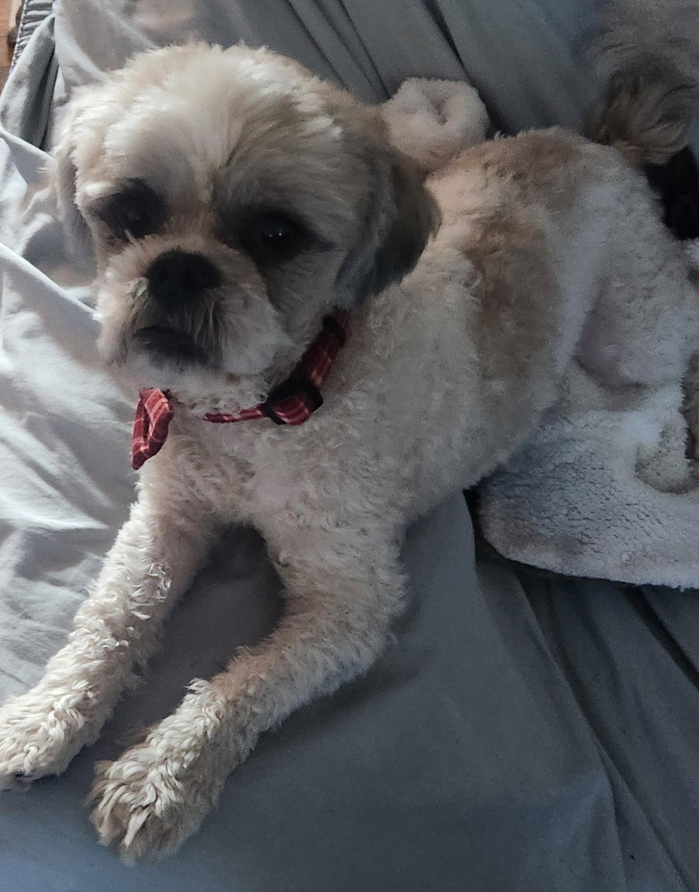 Enlarge Donatello, a Adopted Shih Tzu in St. Louis, MO image 1/3