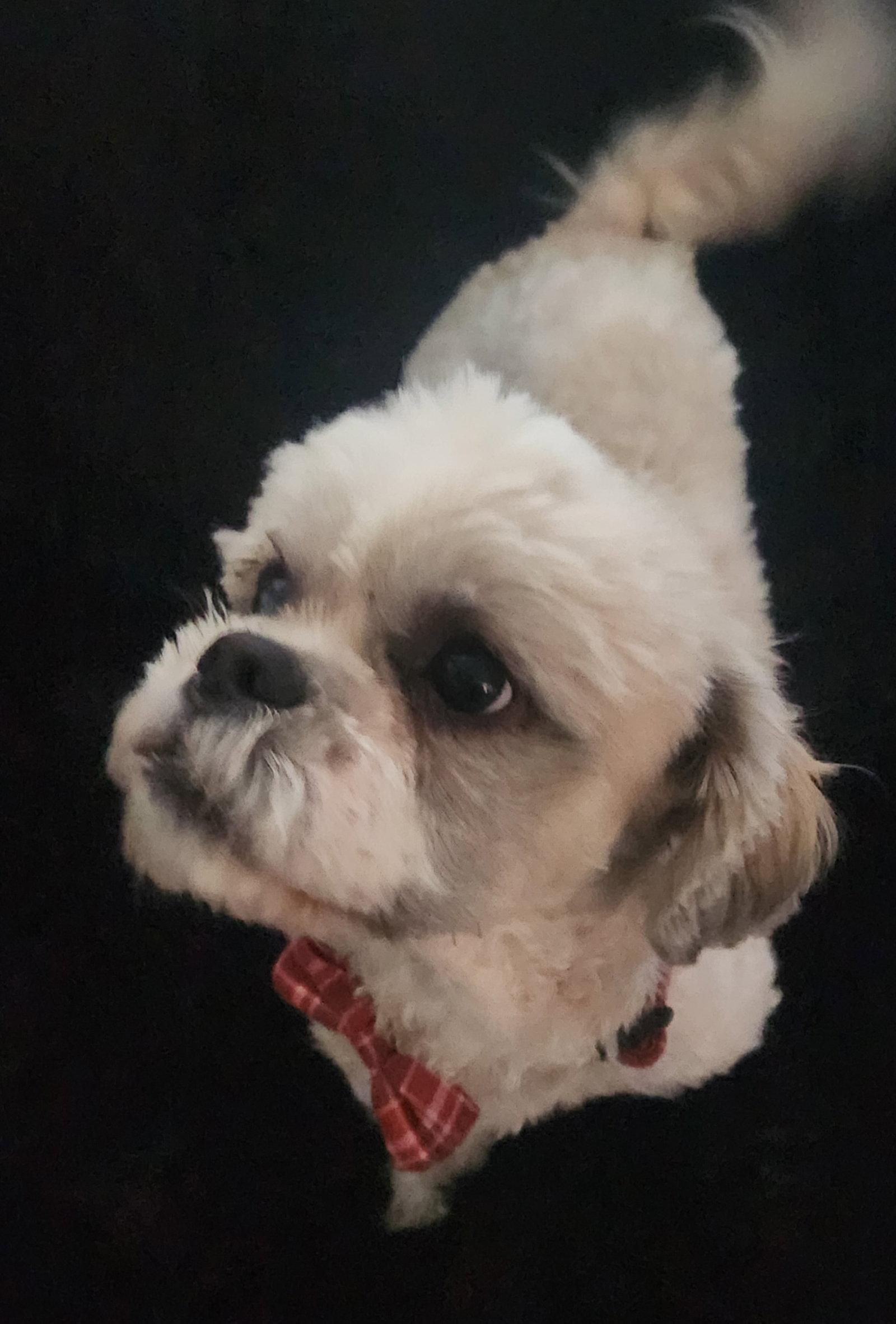 Enlarge Donatello, a Adopted Shih Tzu in St. Louis, MO image 2/3