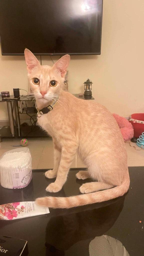 Enlarge Ray, a Adoptable mixed breed in Lunenburg, MA image 1/1