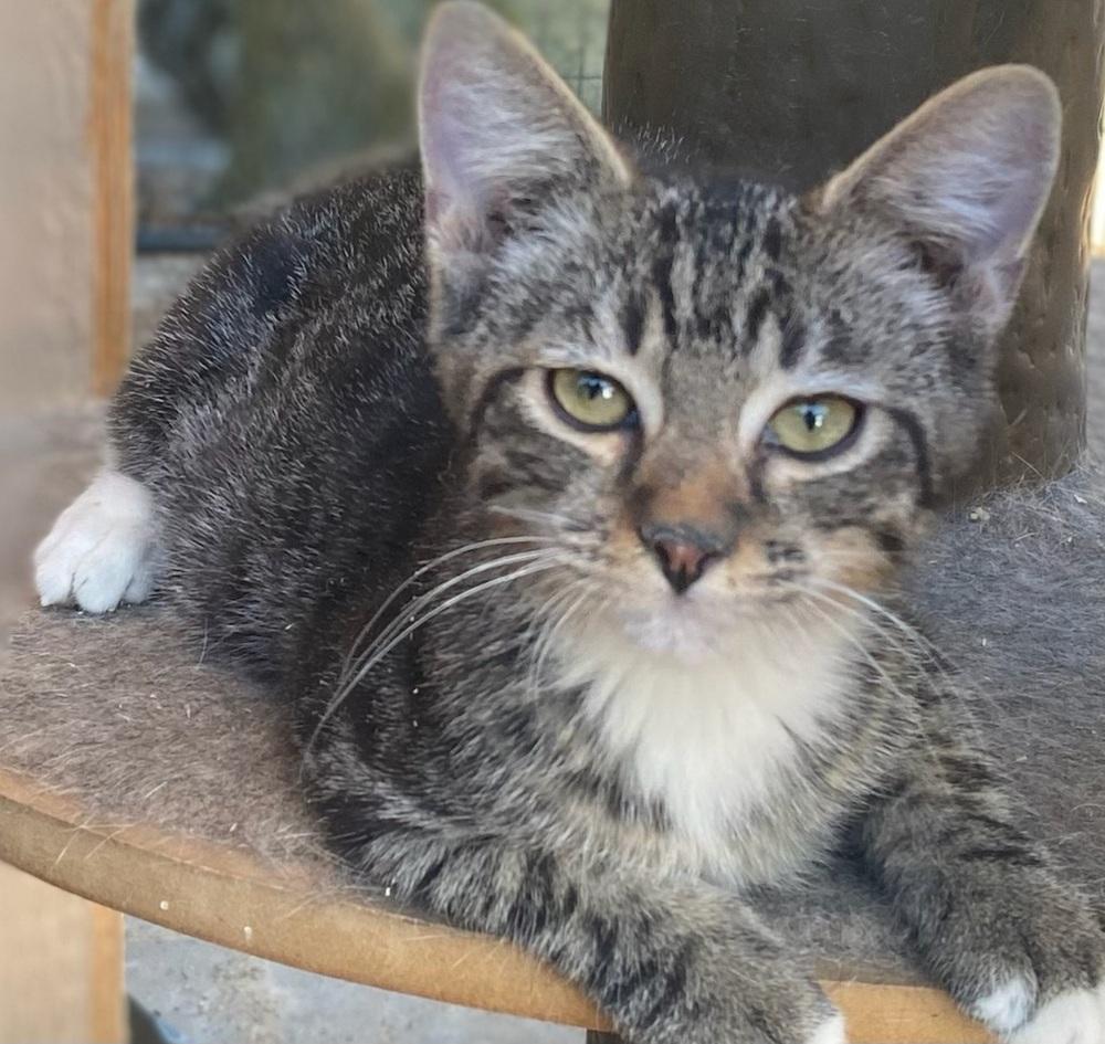 Enlarge Rebel, a Adoptable mixed breed in Calimesa, CA image 1/2