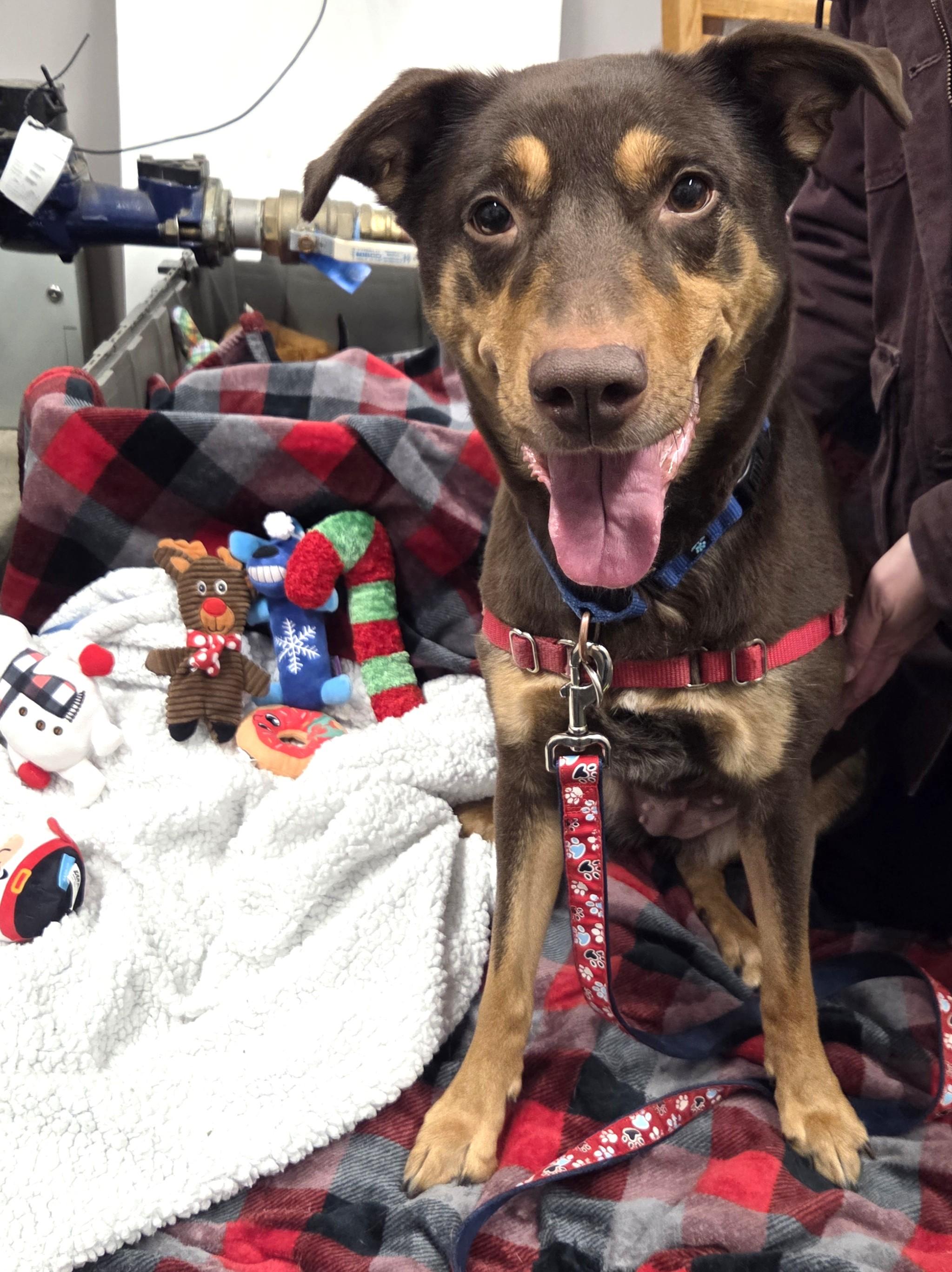 Enlarge Annie-Gentle, loving soul, a ADOPTABLE mixed breed in Oshkosh, WI image 2/6