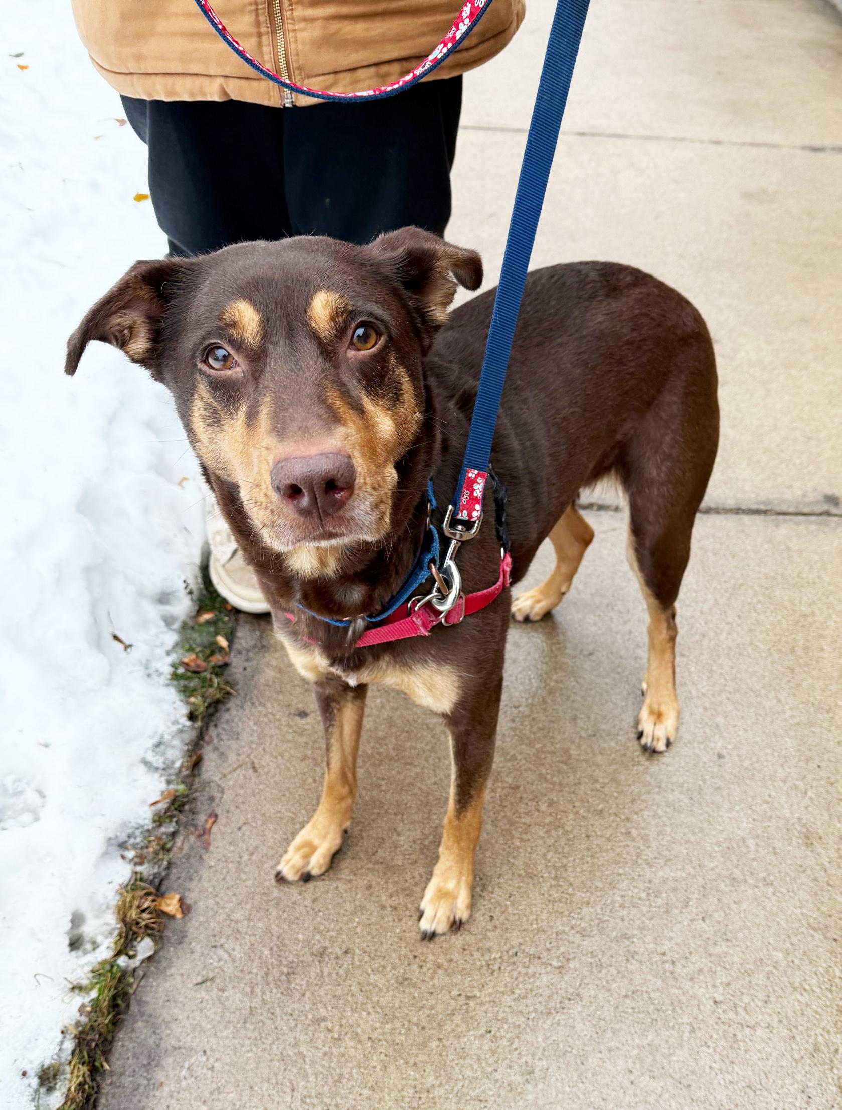 Enlarge Annie-Gentle, loving soul, a ADOPTABLE mixed breed in Oshkosh, WI image 6/6