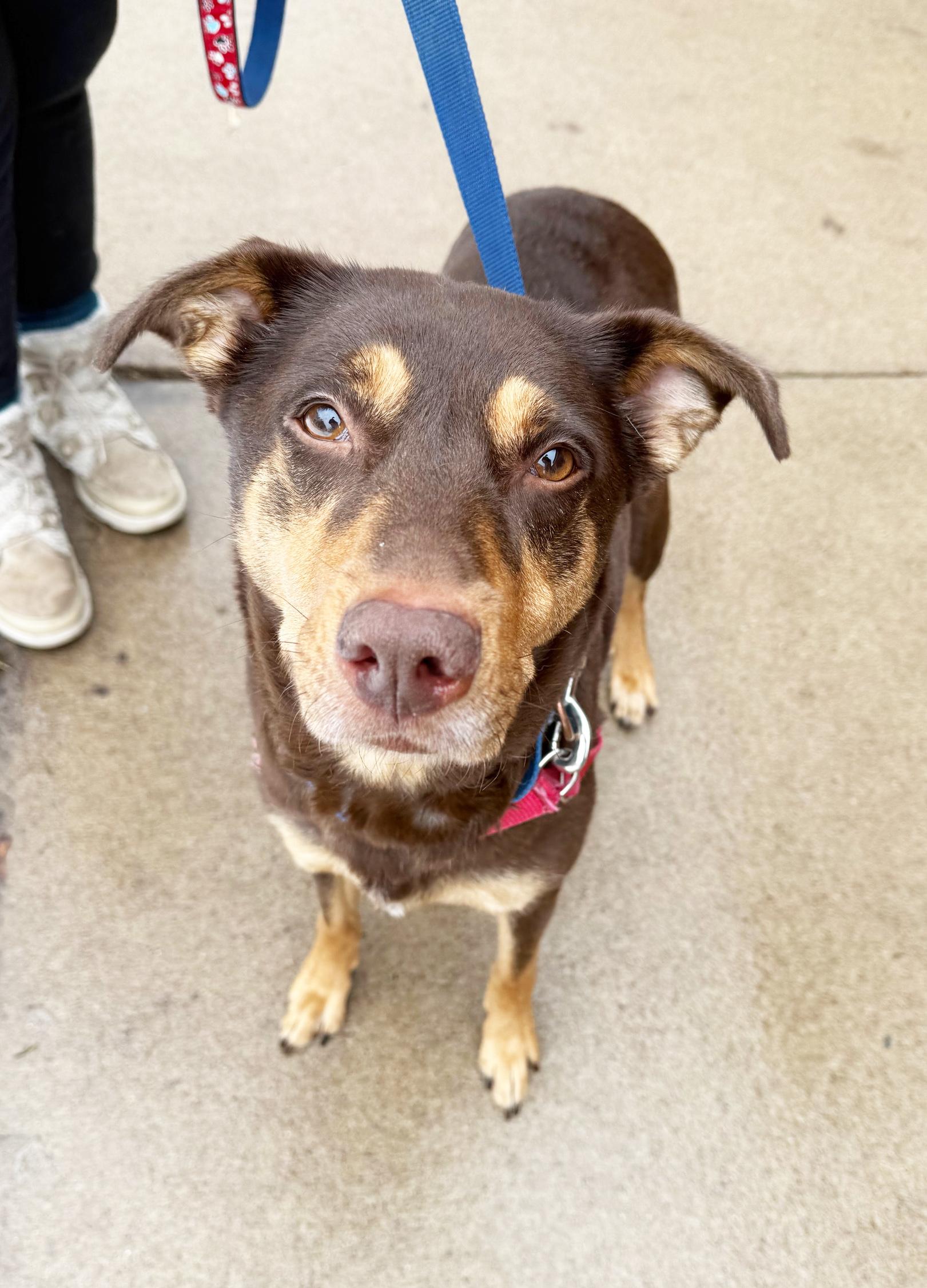 Annie-Gentle, loving soul, ADOPTABLE, Adult Female Mixed Breed.
