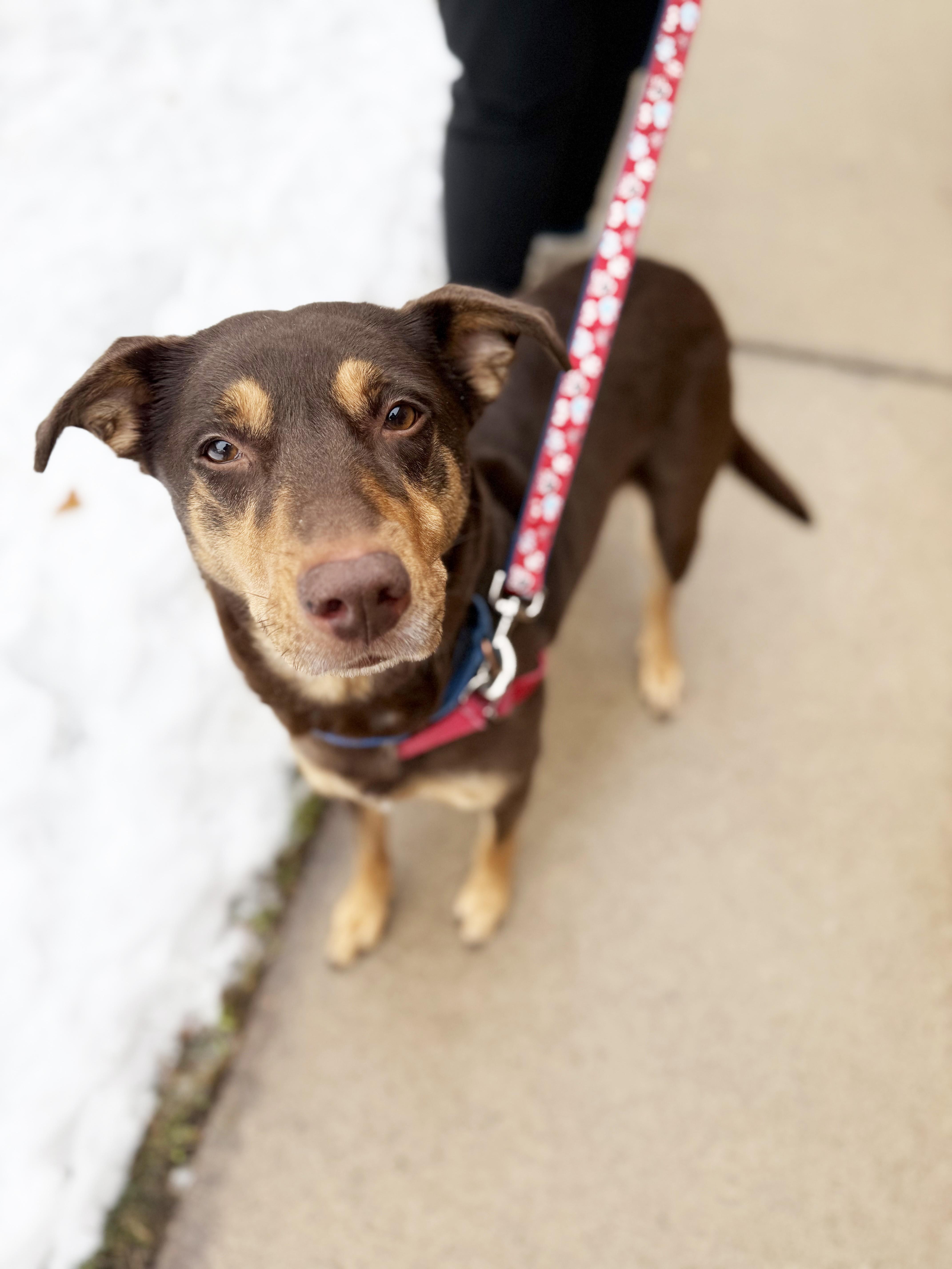 Enlarge Annie-Gentle, loving soul, a ADOPTABLE mixed breed in Oshkosh, WI image 3/6
