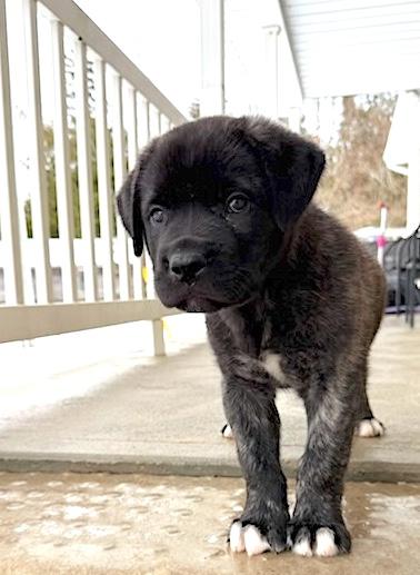 Chester, a ADOPTABLE mixed breed in Bancroft, ON image 4/4