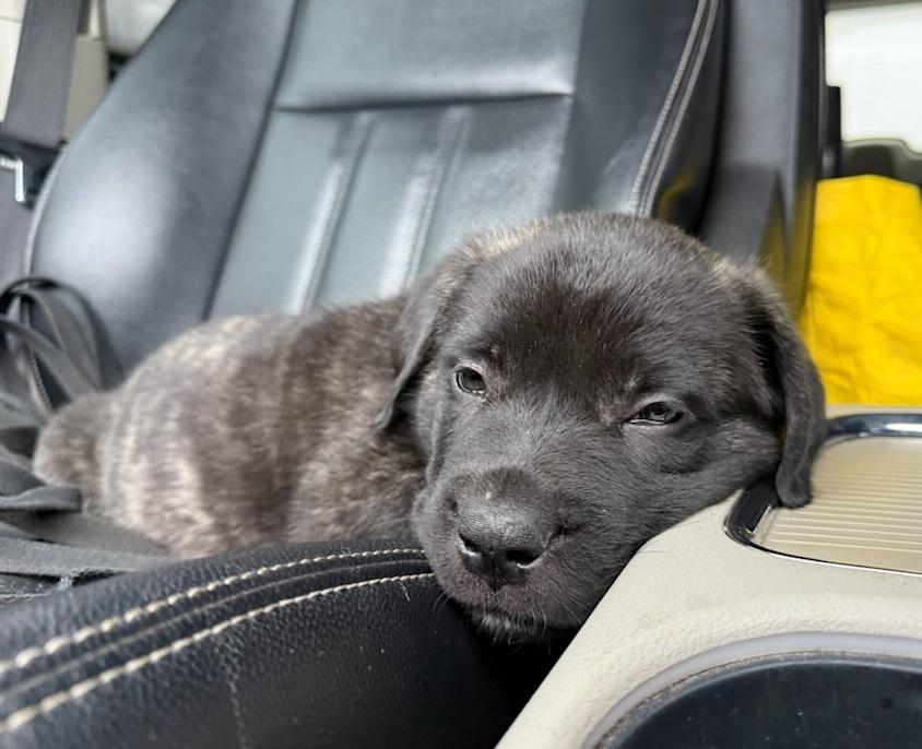 Chester, a ADOPTABLE mixed breed in Bancroft, ON image 3/4