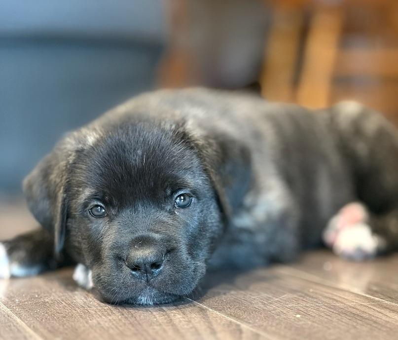 Chester, a ADOPTABLE mixed breed in Bancroft, ON image 2/4