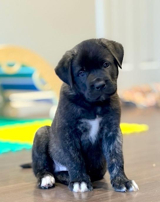 Chester, a ADOPTABLE mixed breed in Bancroft, ON image 1/4