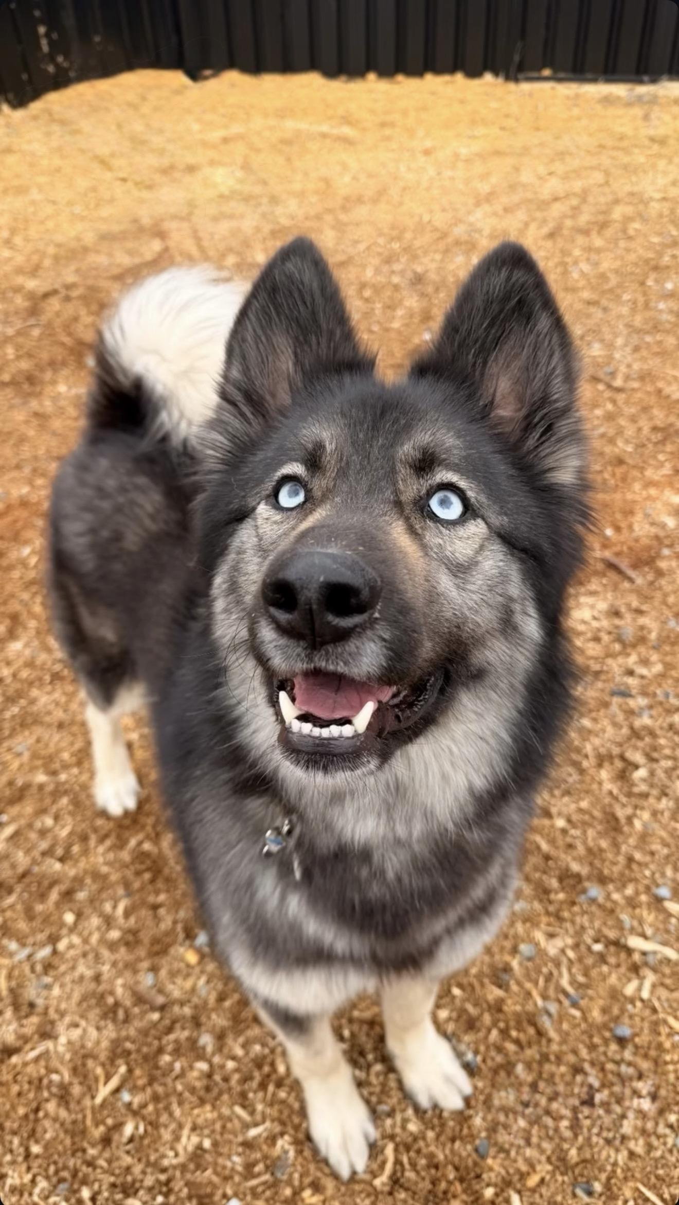 Enlarge Sol, an adoptable mixed breed in Vancouver, BC image 1/6