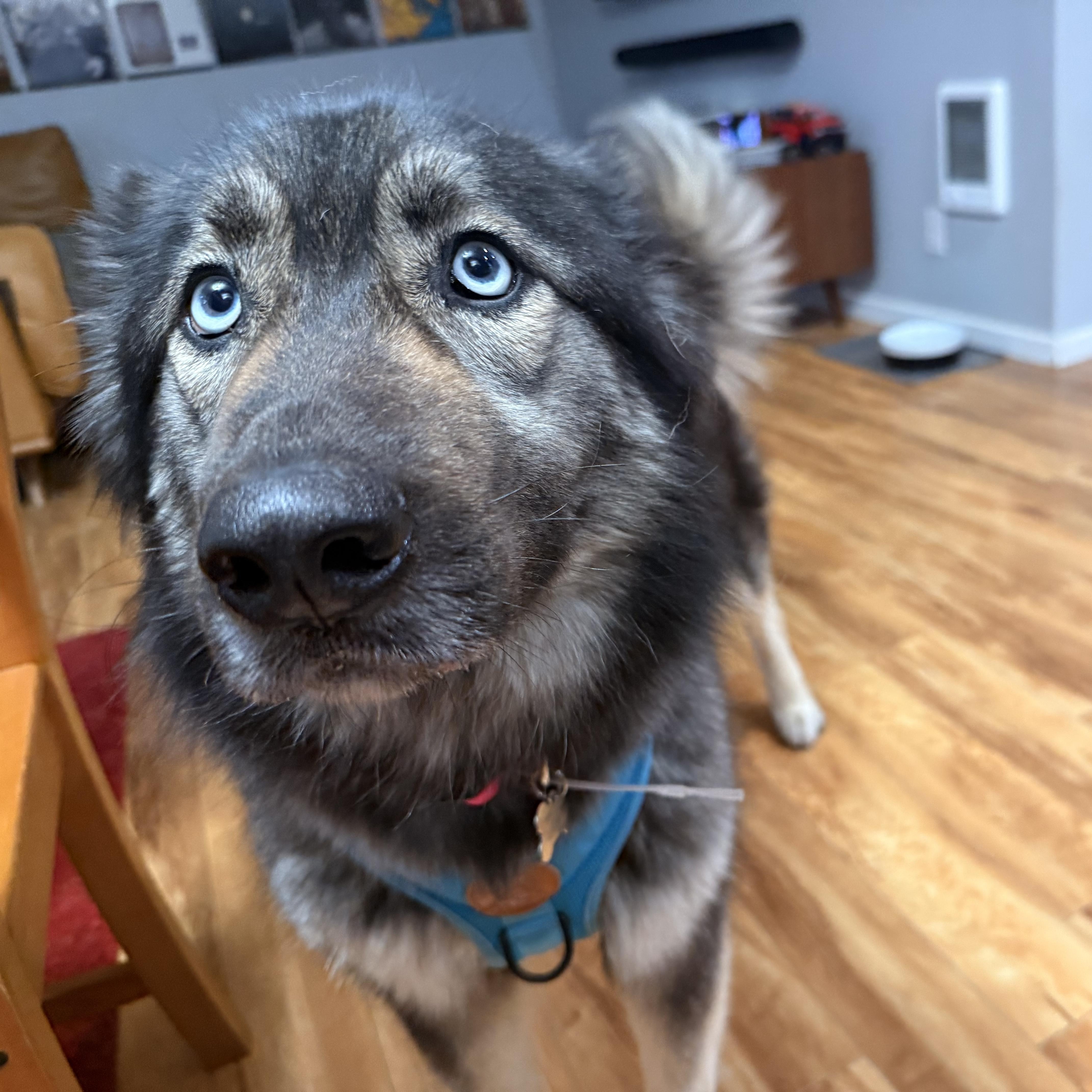 Sol, a Adoptable mixed breed in Vancouver, BC image 4/6