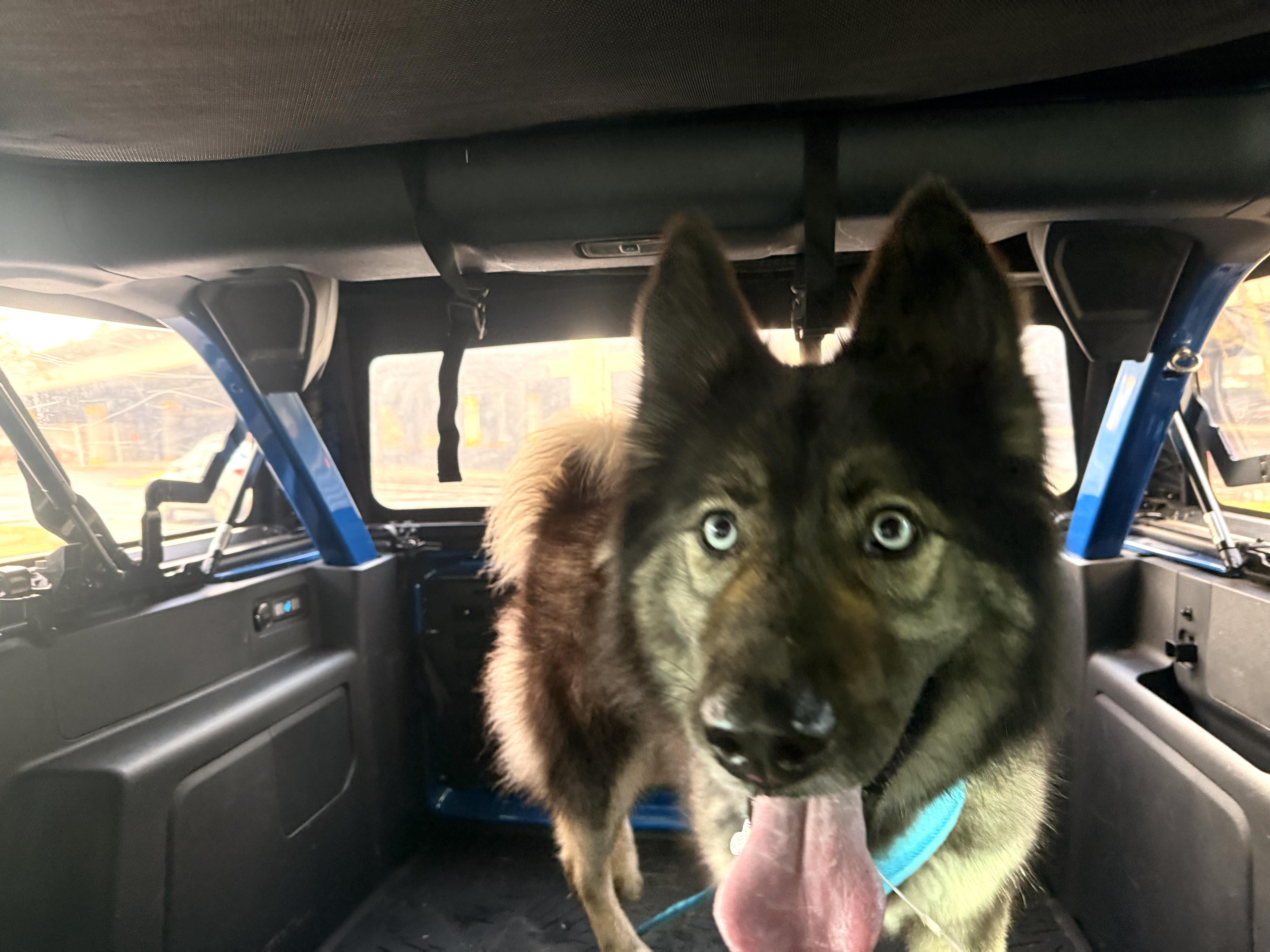 Sol, a Adoptable mixed breed in Vancouver, BC image 3/6