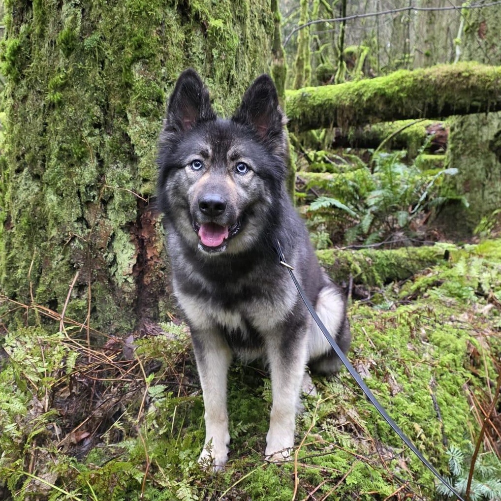 Enlarge Sol, an adoptable mixed breed in Vancouver, BC image 2/6