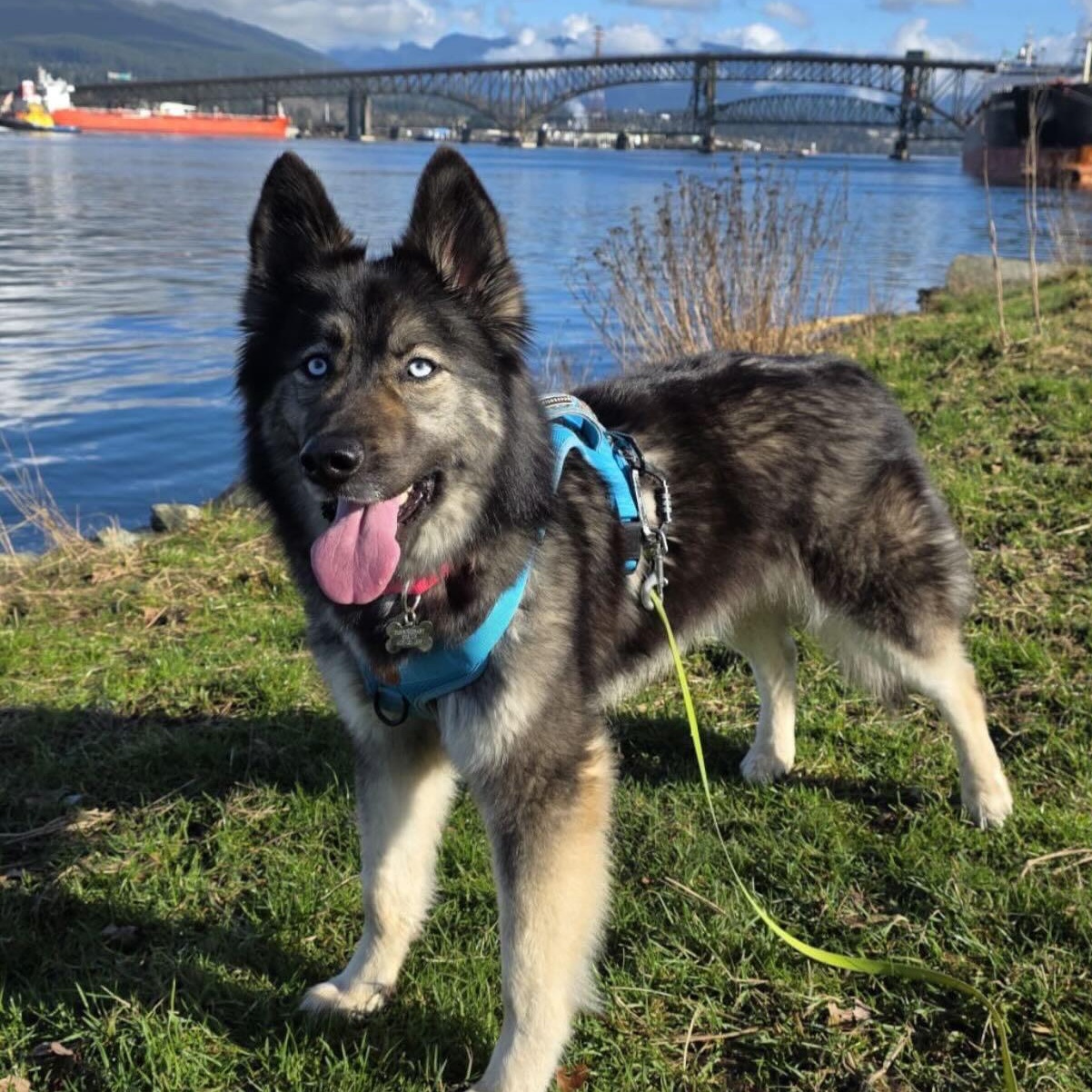 Sol, Adoptable, Young Female German Shepherd Dog & Siberian Husky.
