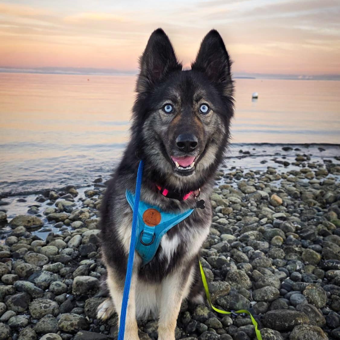 Sol, a Adoptable mixed breed in Vancouver, BC image 2/6