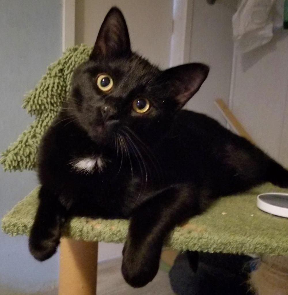 Enlarge Hank, a Adoptable mixed breed in St. Cloud, MN image 2/2