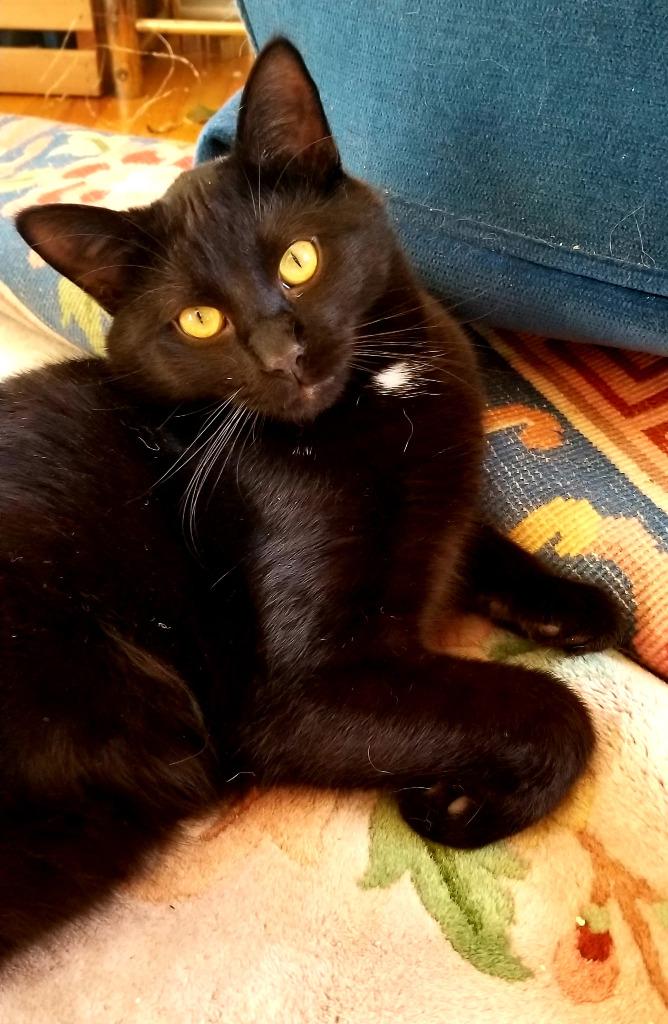 Enlarge Hank, a Adoptable mixed breed in St. Cloud, MN image 3/3