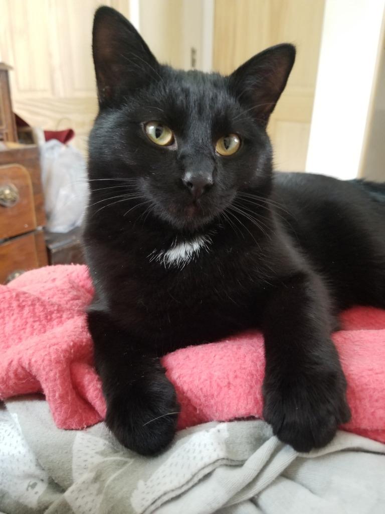 Hank, Adoptable, Young Male Domestic Short Hair.