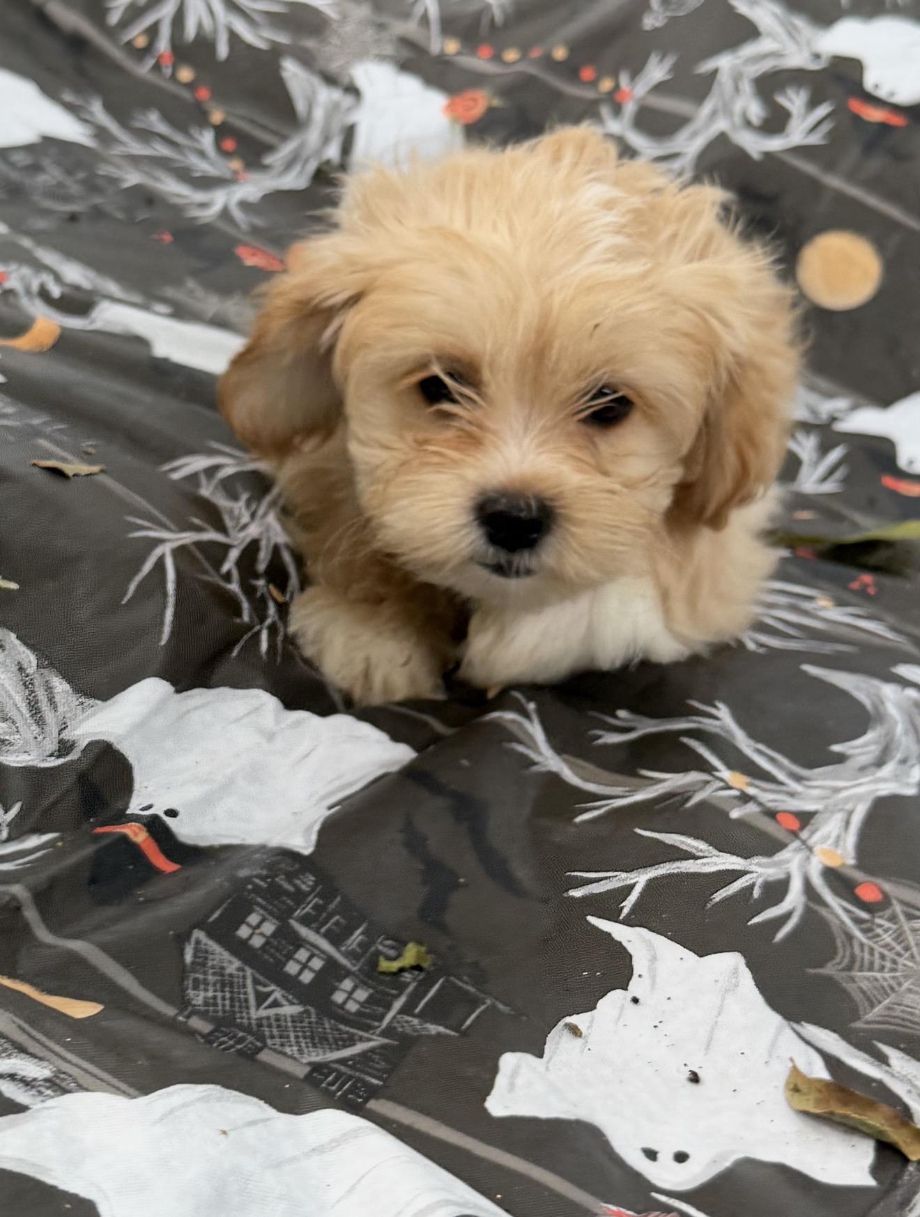Enlarge Mazie Ann, a Adopted mixed breed in Warwick, RI image 4/4