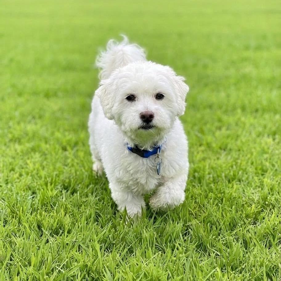 Blizzard, Adoptable, Adult Male Bichon Frise.