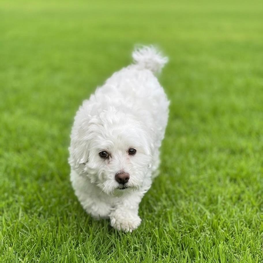 Enlarge Blizzard, a Adoptable Bichon Frise in Las Vegas, NV image 2/2