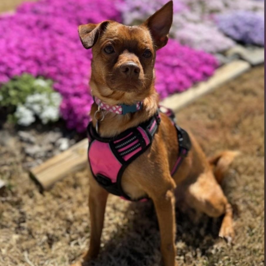 Enlarge Kenny, a ADOPTABLE Chiweenie in Greenville, SC image 1/6