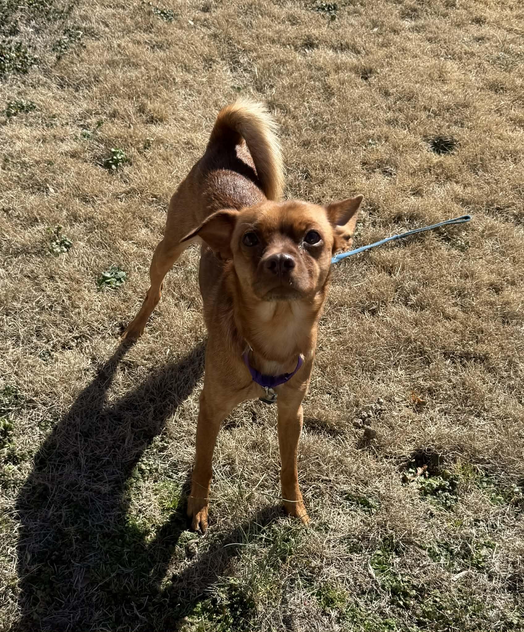 Kenny, a ADOPTABLE Chiweenie in Greenville, SC image 2/4