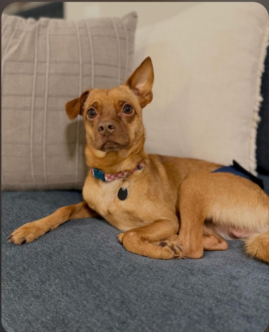 Enlarge Kenny, a ADOPTABLE Chiweenie in Greenville, SC image 3/6