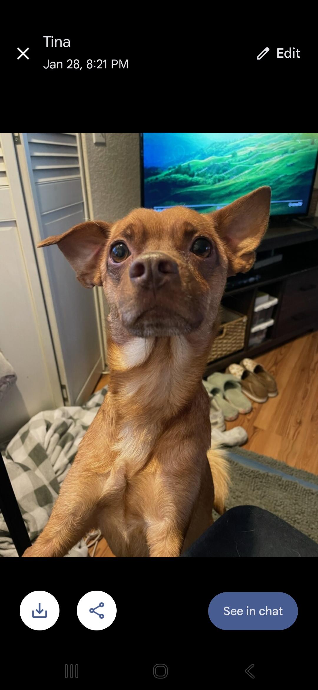 Kenny, a ADOPTABLE Chiweenie in Greenville, SC image 4/4