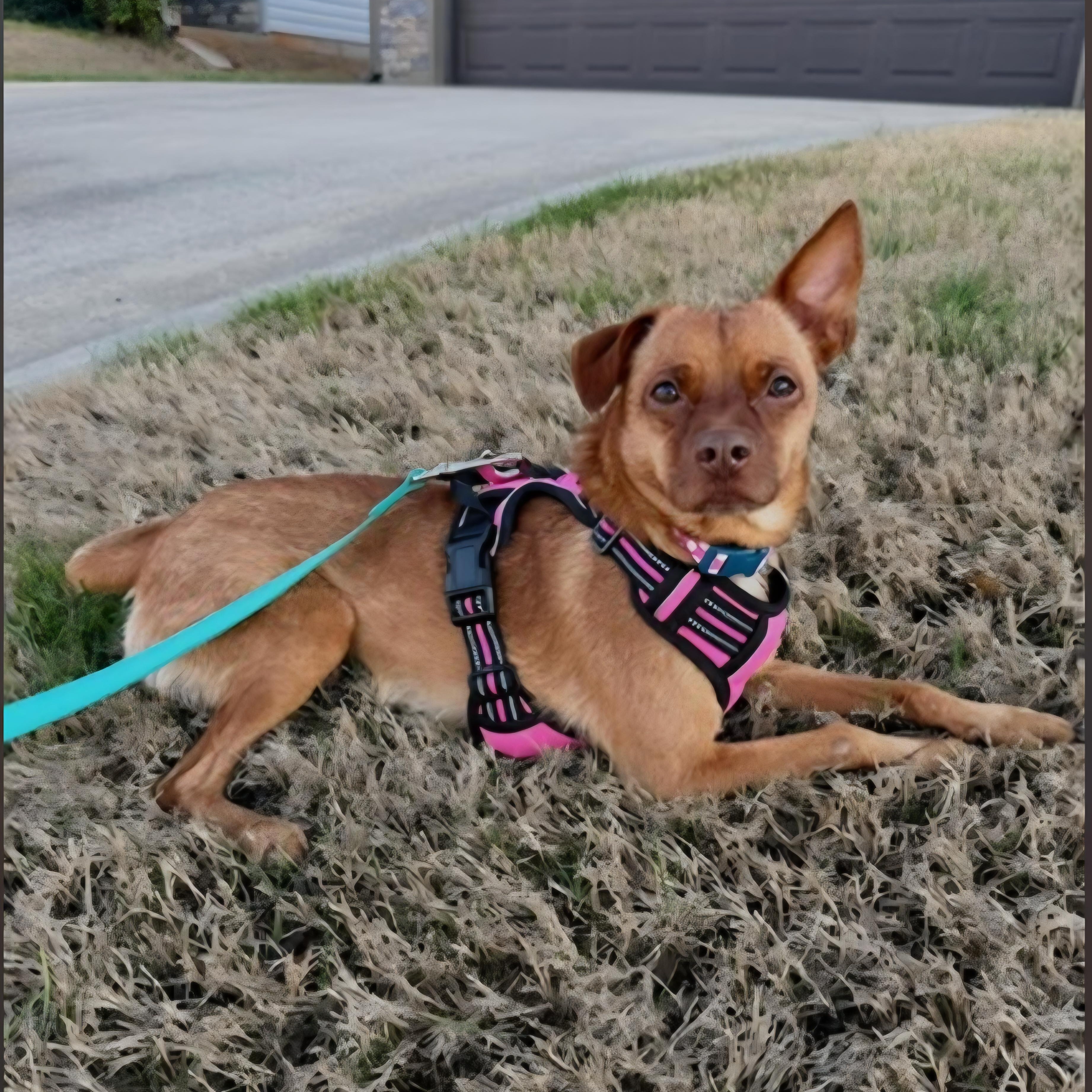 Enlarge Kenny, a ADOPTABLE Chiweenie in Greenville, SC image 2/6