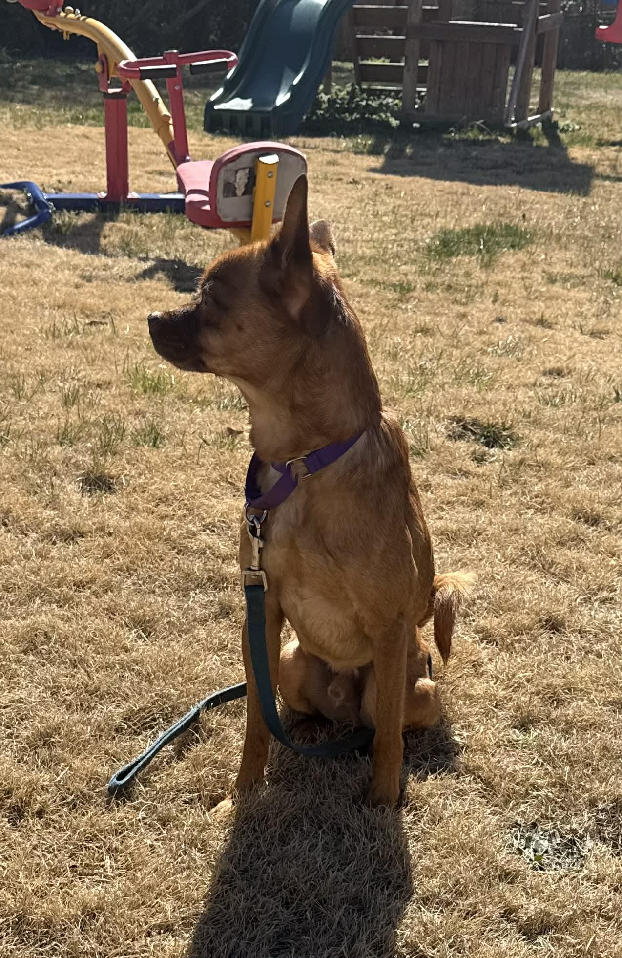 Kenny, ADOPTABLE, Adult Male Chiweenie.