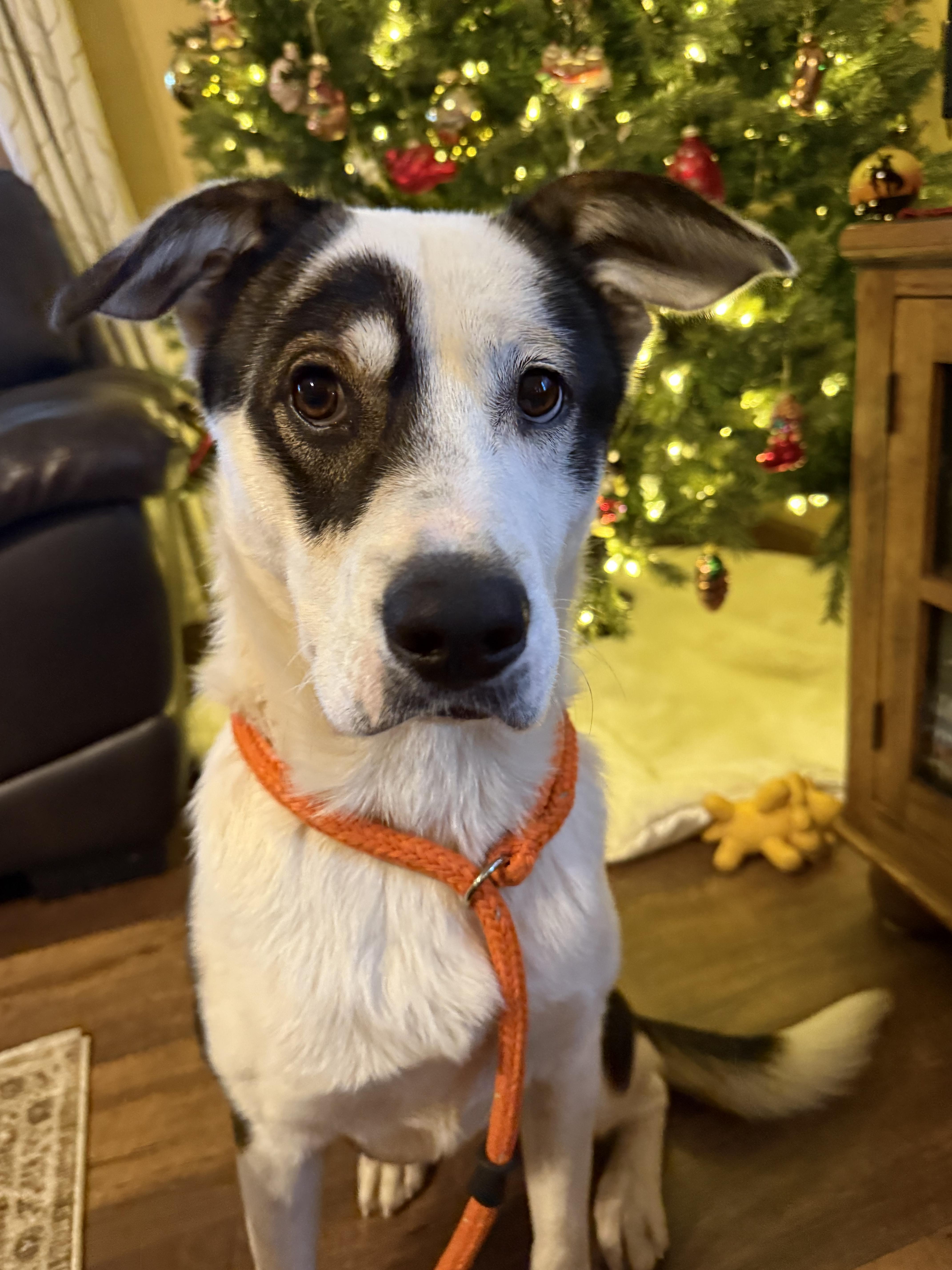 Patches, ADOPTABLE, Adult Male Mixed Breed & Husky.