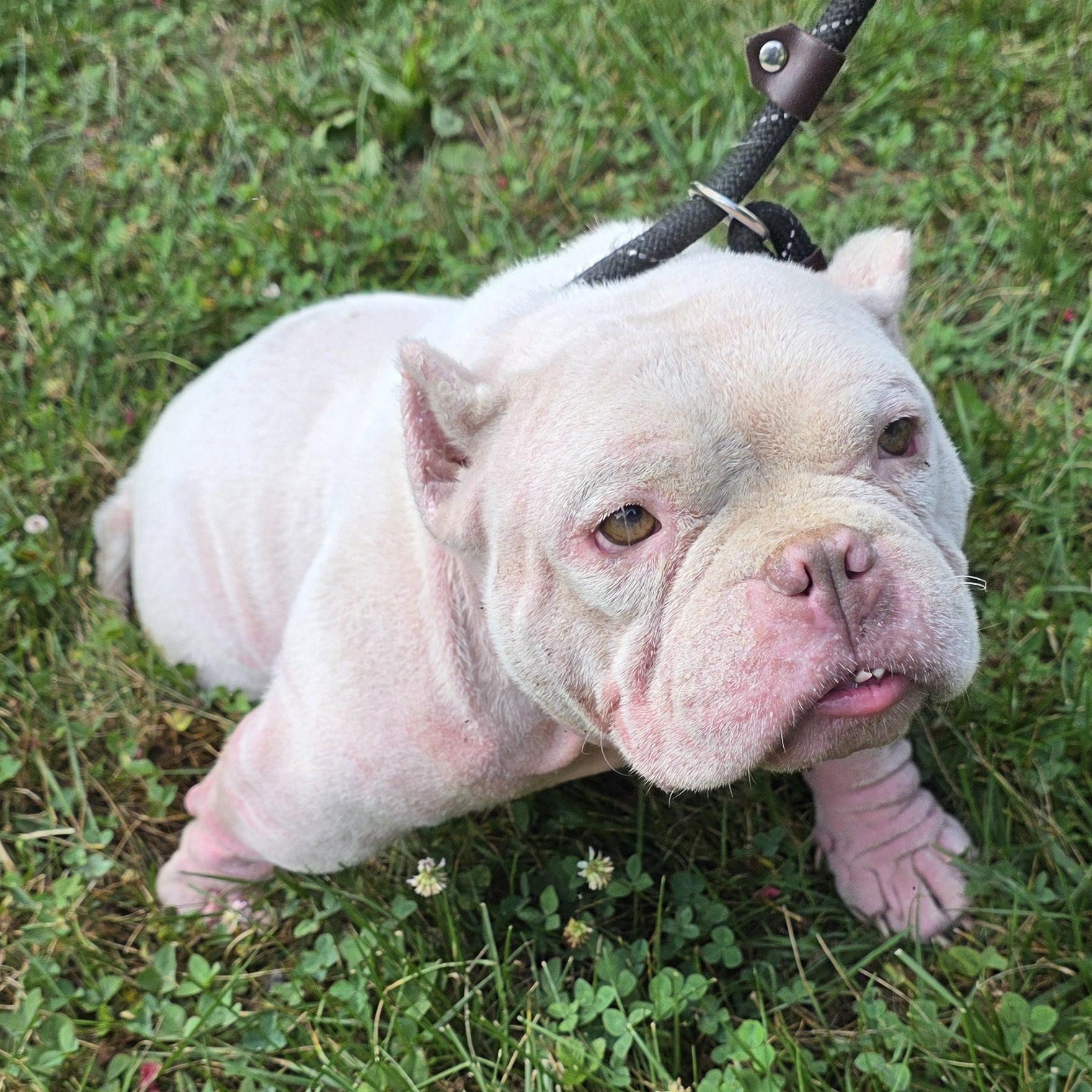 Enlarge Polly, a Adoptable mixed breed in Greensboro, NC image 3/6