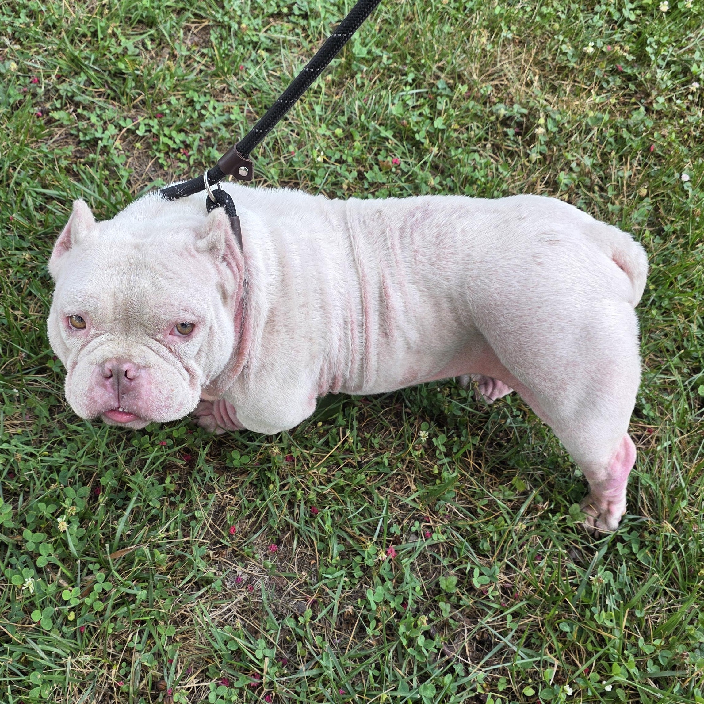 Enlarge Polly, a Adoptable mixed breed in Greensboro, NC image 5/6