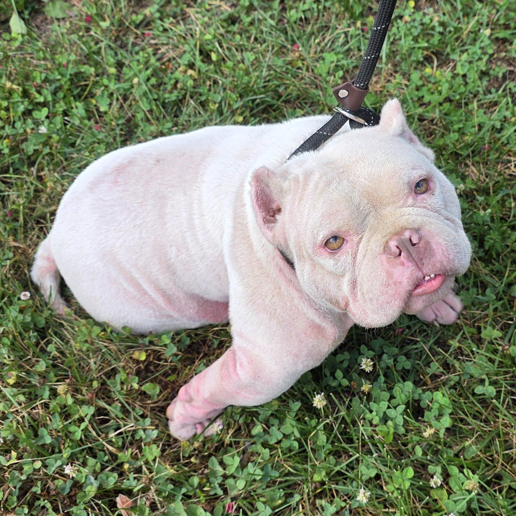 Enlarge Polly, a Adoptable mixed breed in Greensboro, NC image 6/6