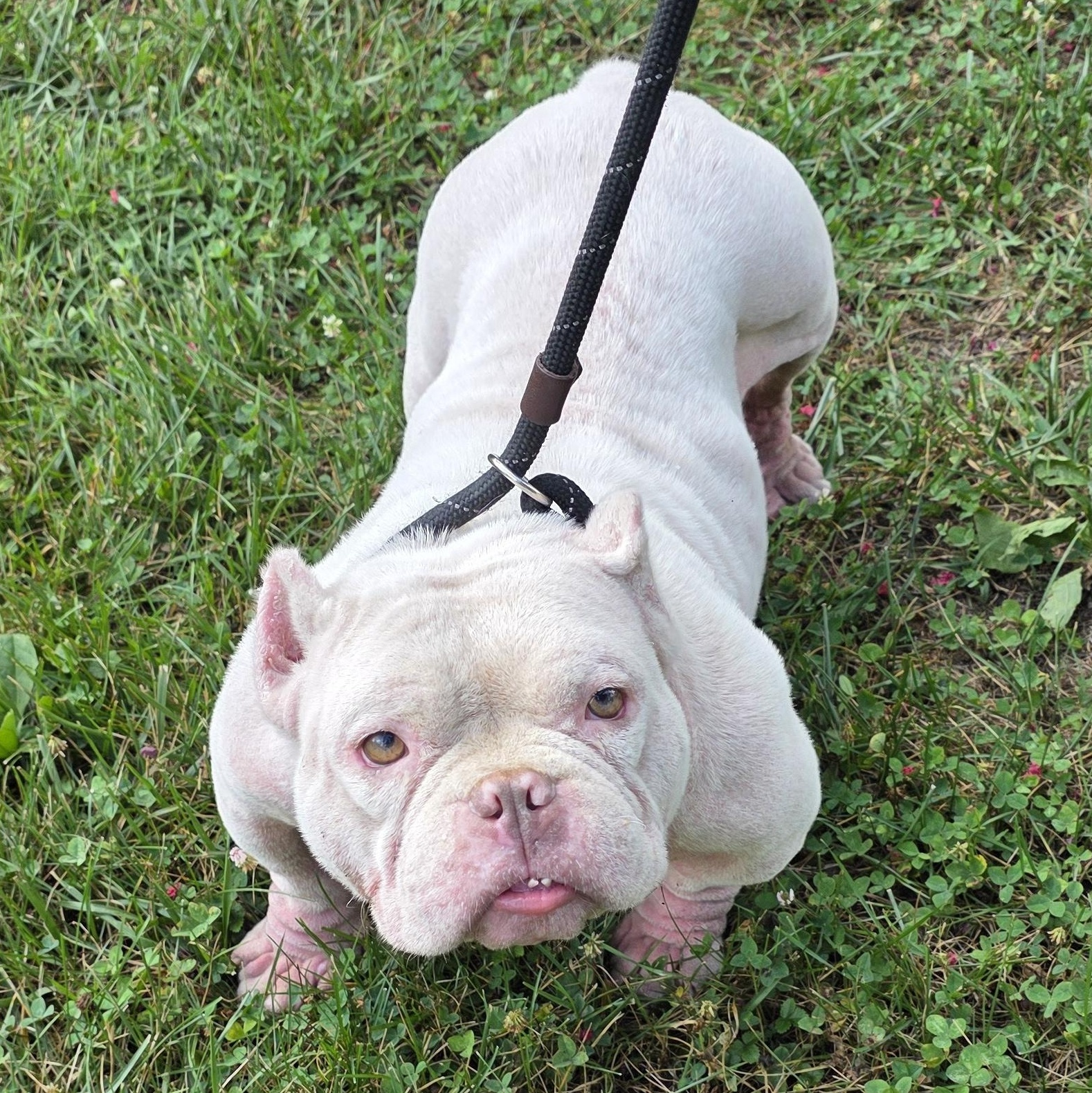 Polly, Adoptable, Adult Female French Bulldog & Mixed Breed.