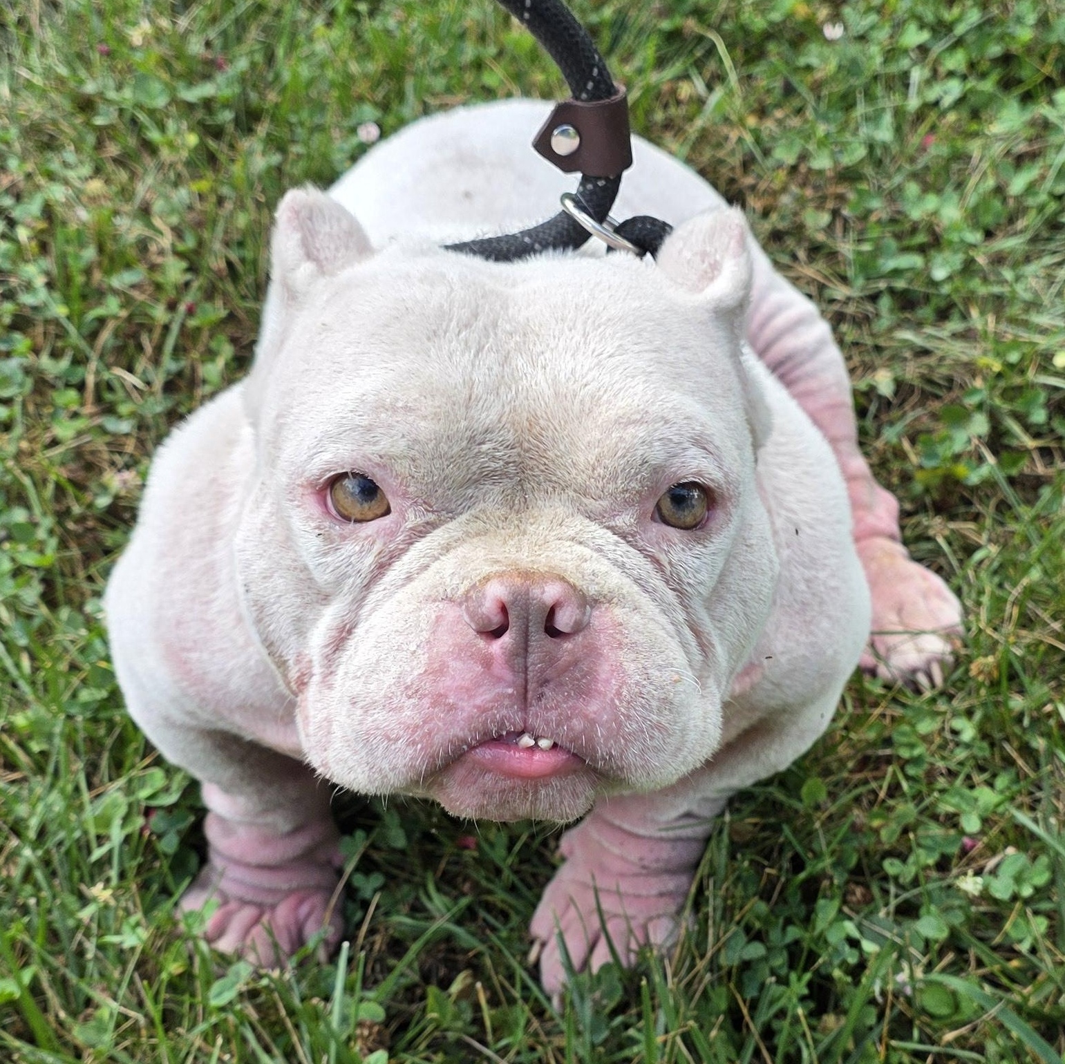 Enlarge Polly, a Adoptable mixed breed in Greensboro, NC image 4/6