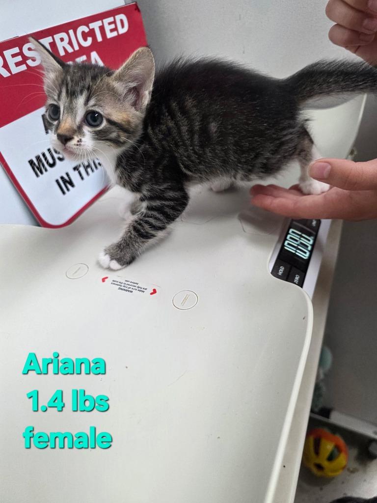 Enlarge Ariana, a Adoptable mixed breed in Camden, TN image 1/1