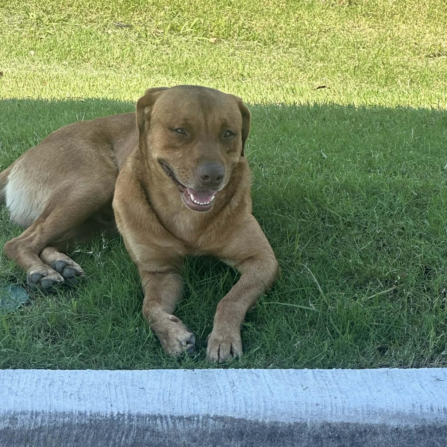 Carwash Buddy Lives At thumbnail 5