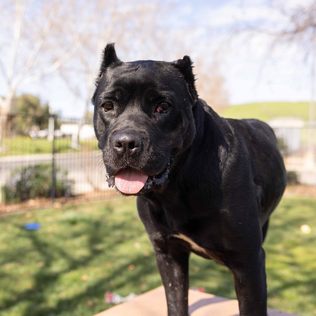 Enlarge Cricket, a ADOPTABLE Cane Corso in Dublin, CA image 3/6