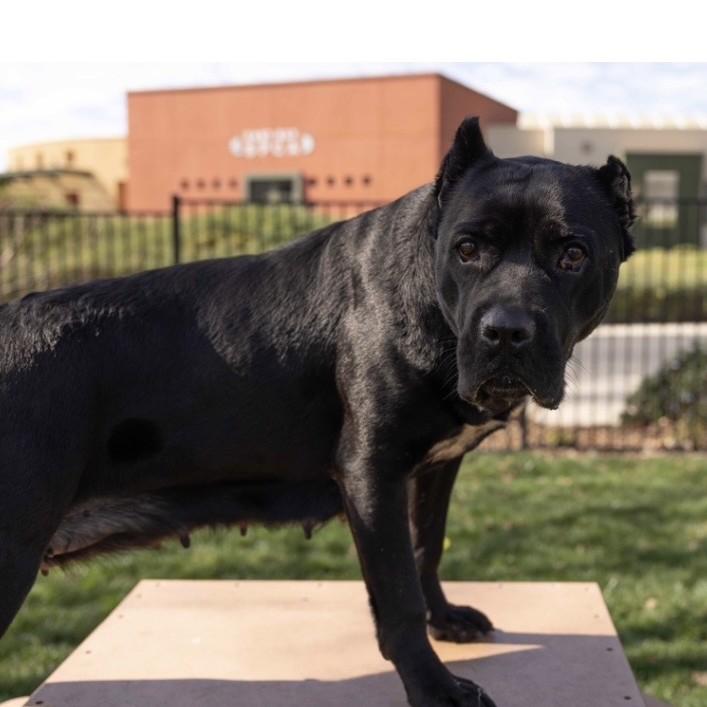 Enlarge Cricket, a ADOPTABLE Cane Corso in Dublin, CA image 5/6