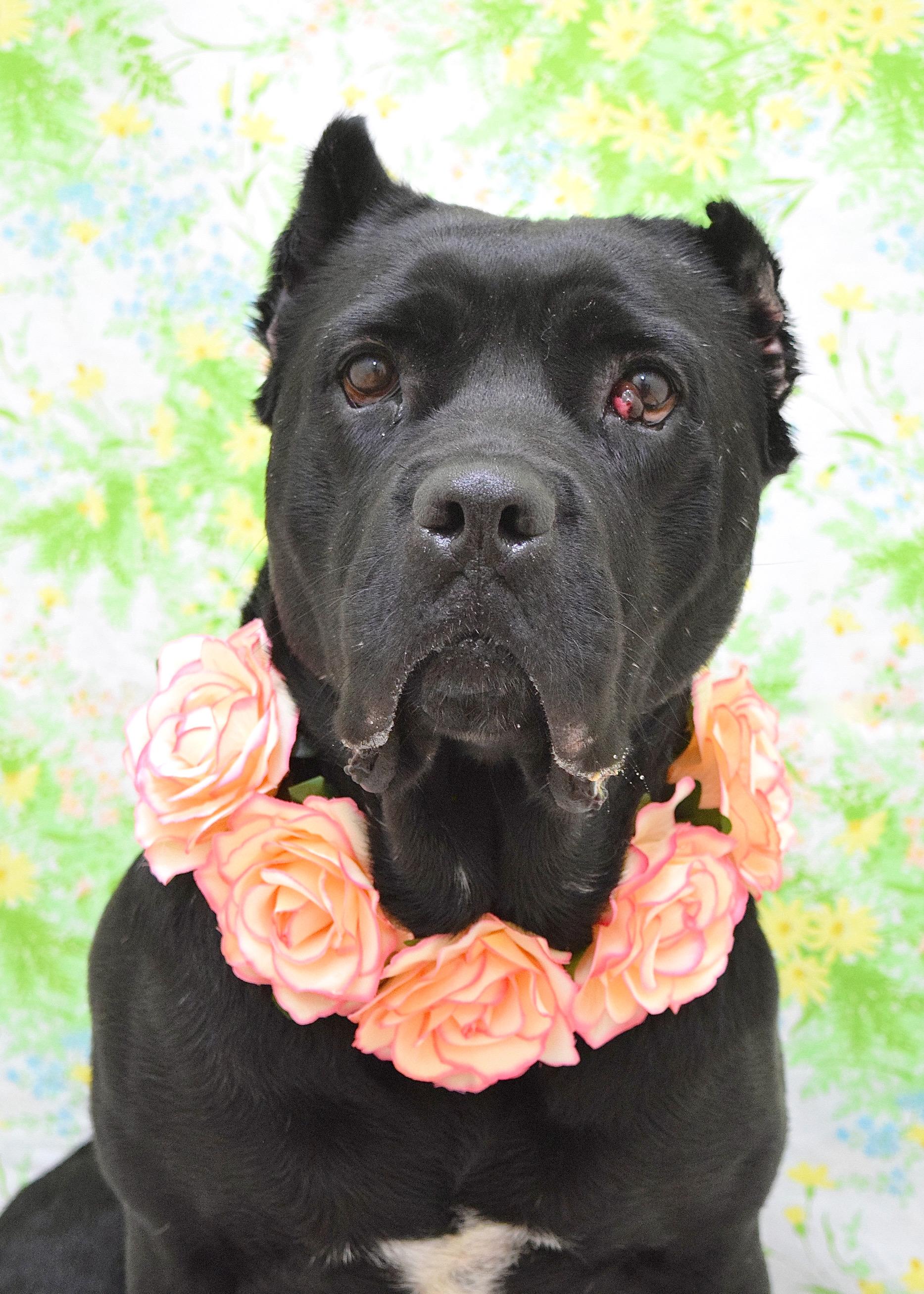 Cricket, ADOPTABLE, Adult Female Cane Corso.