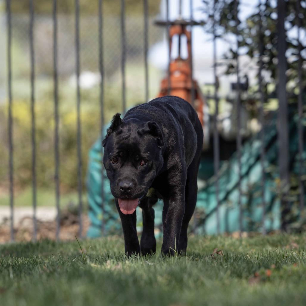 Enlarge Cricket, a ADOPTABLE Cane Corso in Dublin, CA image 4/6
